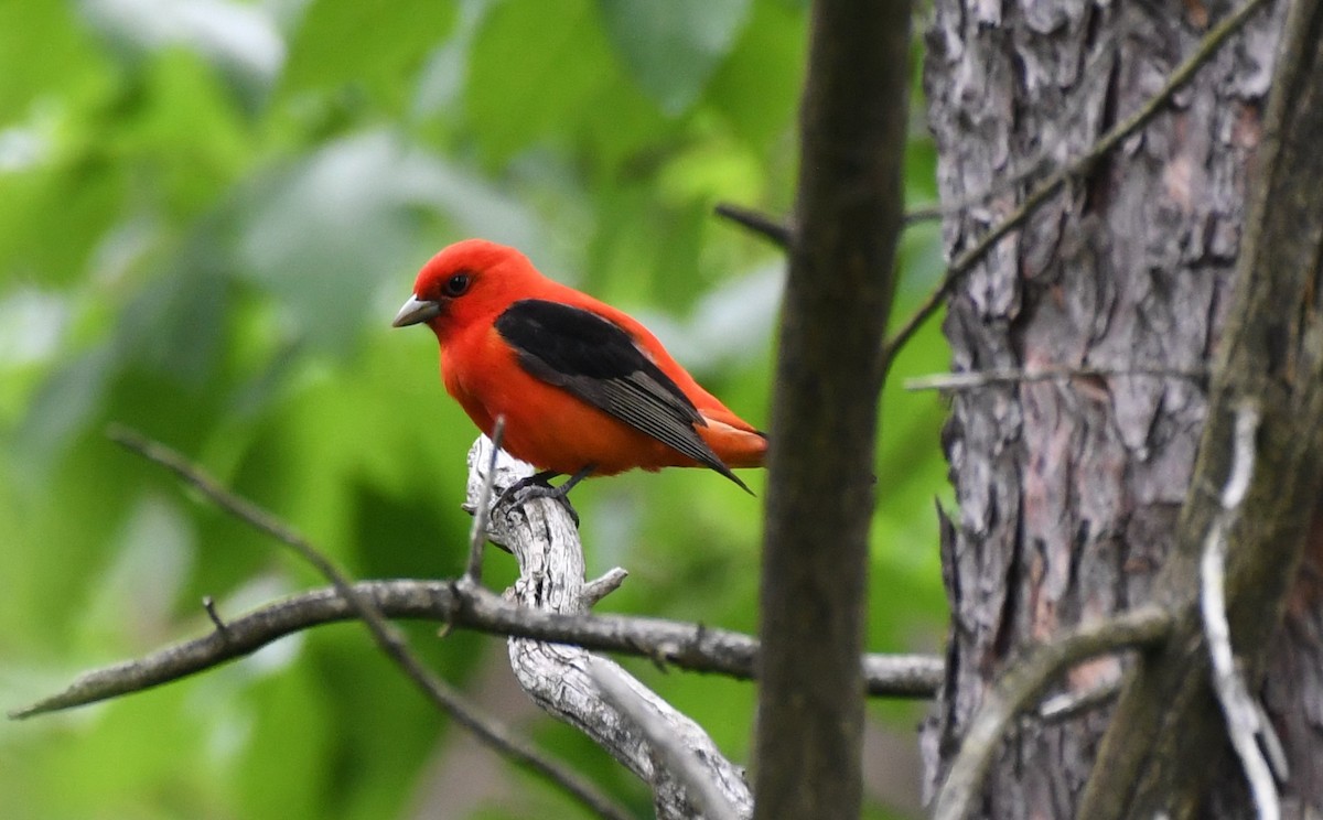 Scarlet Tanager - ML620159115