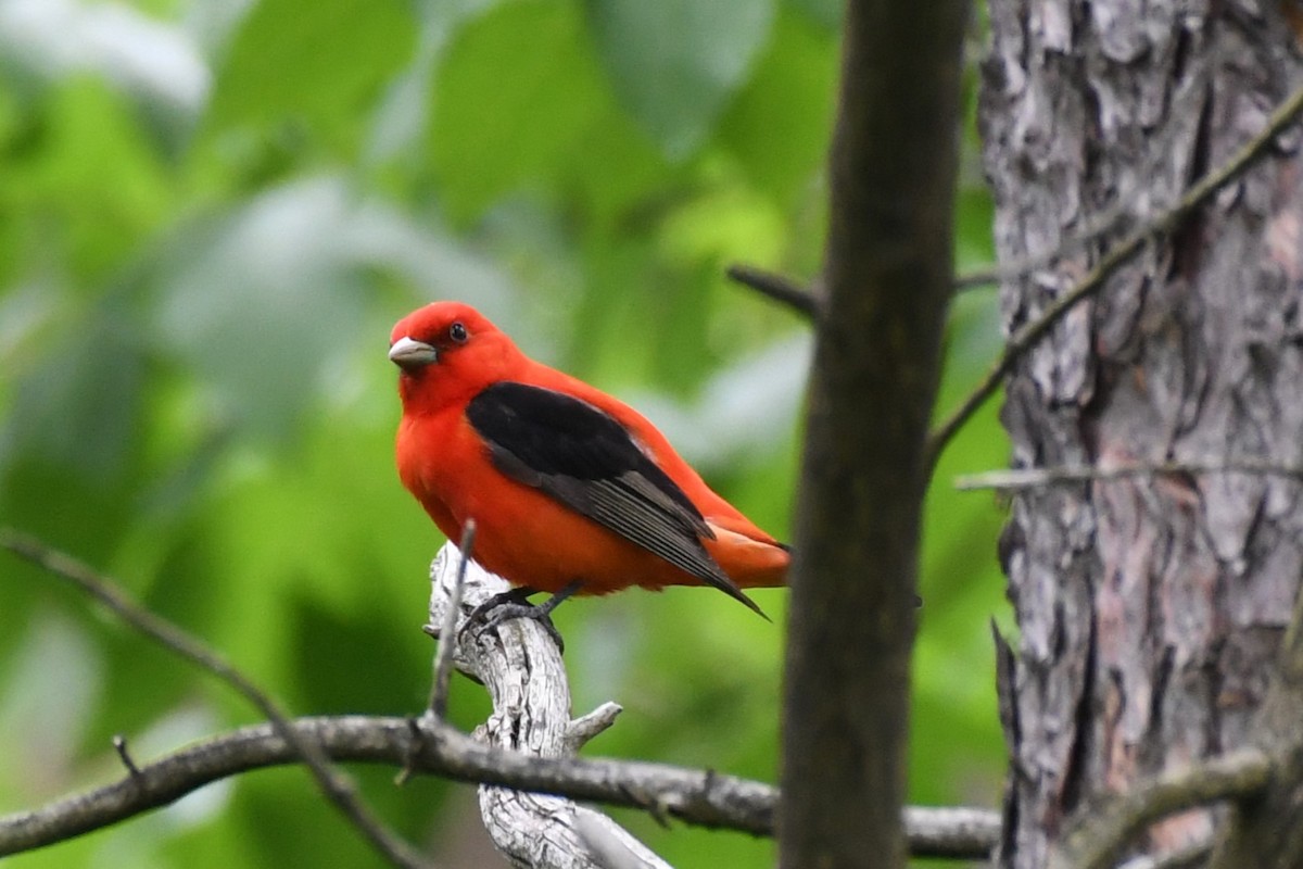 Scarlet Tanager - ML620159116