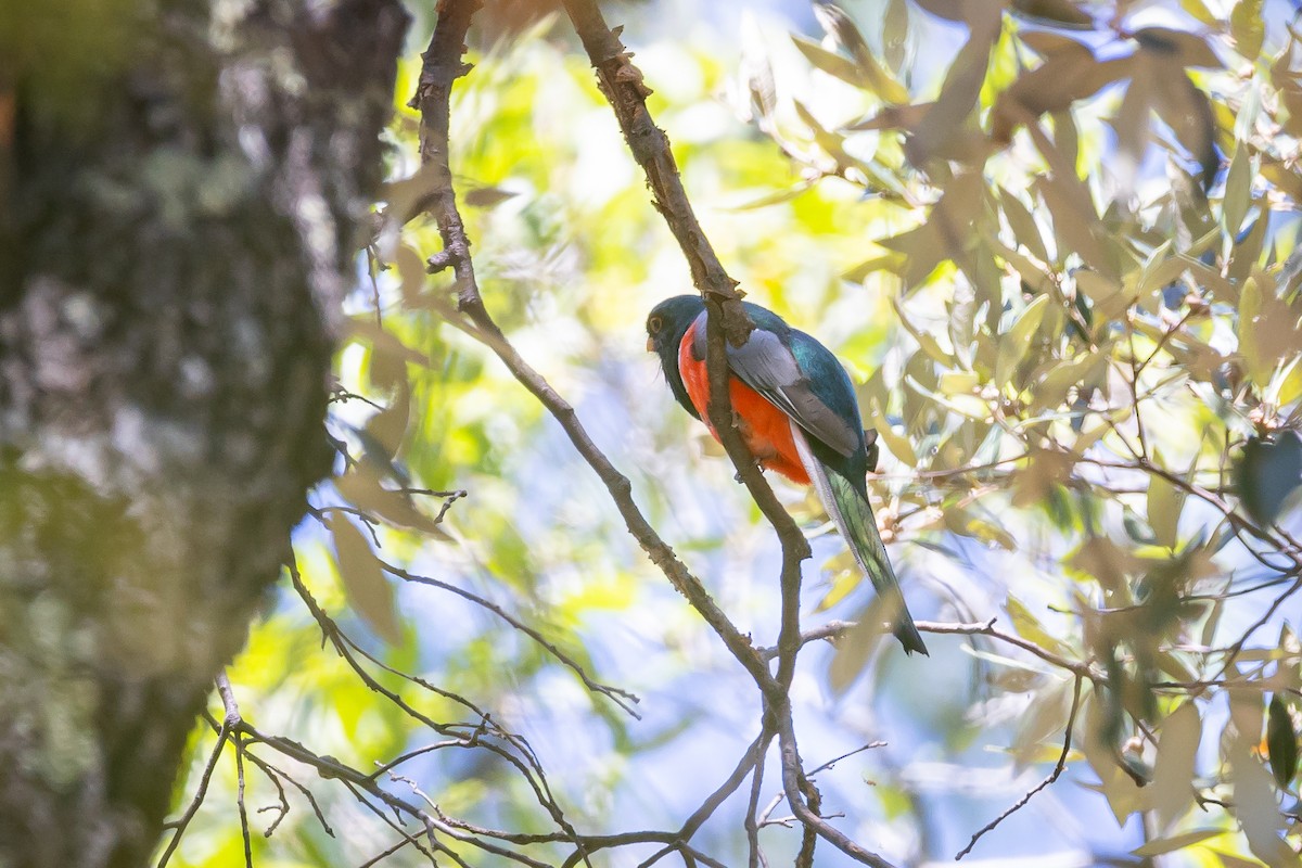 Elegant Trogon (Coppery-tailed) - ML620159120