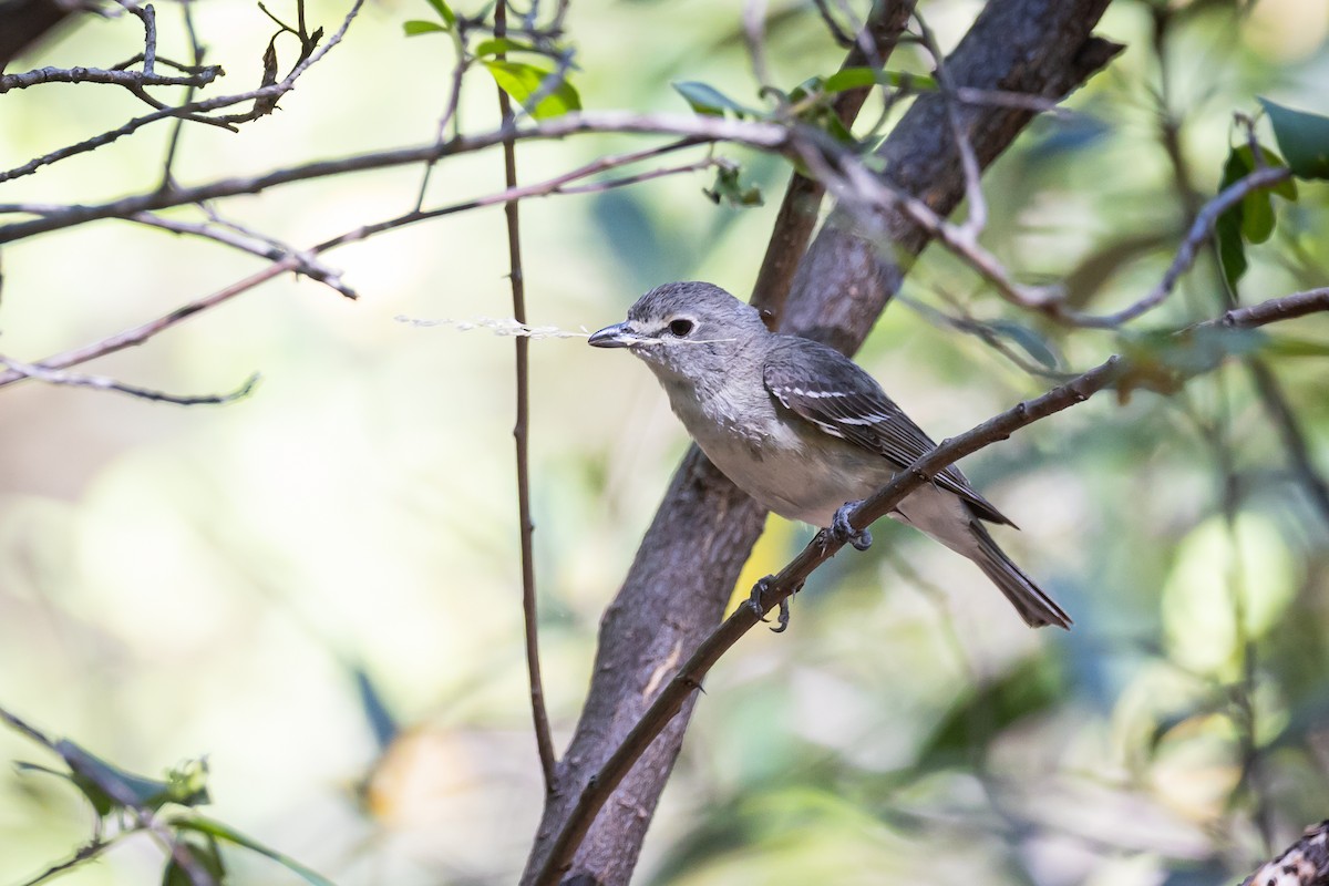 Plumbeous Vireo - ML620159131