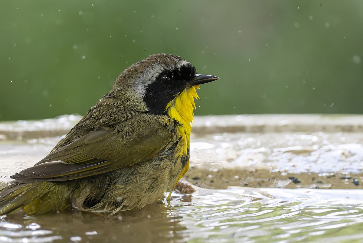 Common Yellowthroat - ML620159132