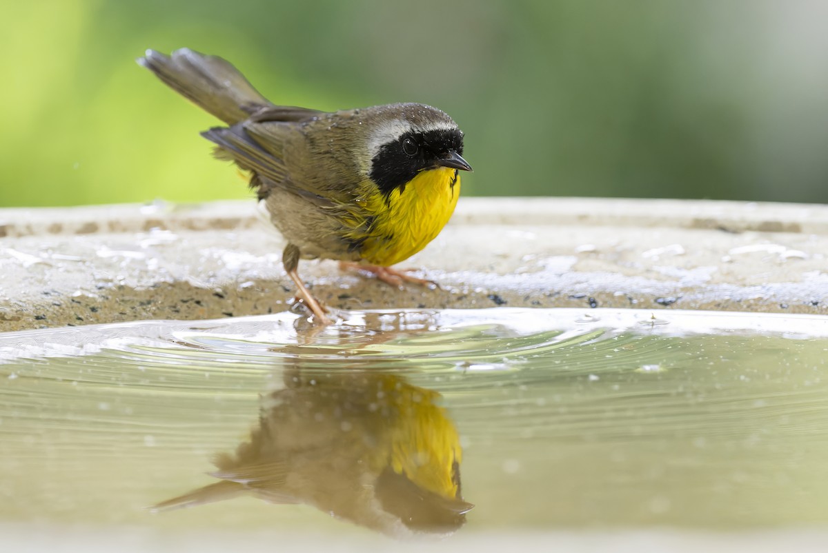 Common Yellowthroat - ML620159135