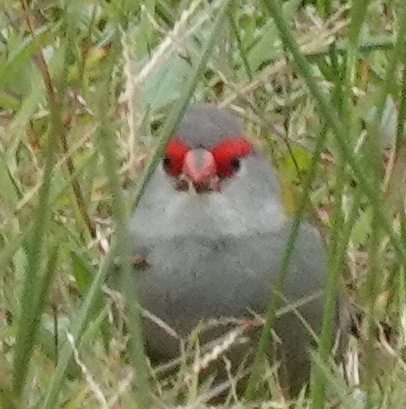 Red-browed Firetail - ML620159139