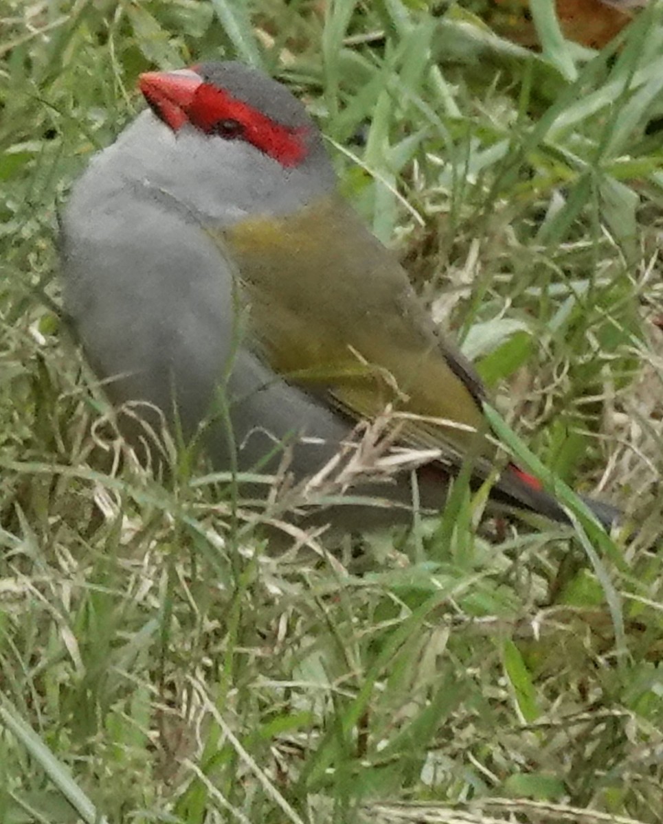 Red-browed Firetail - ML620159141