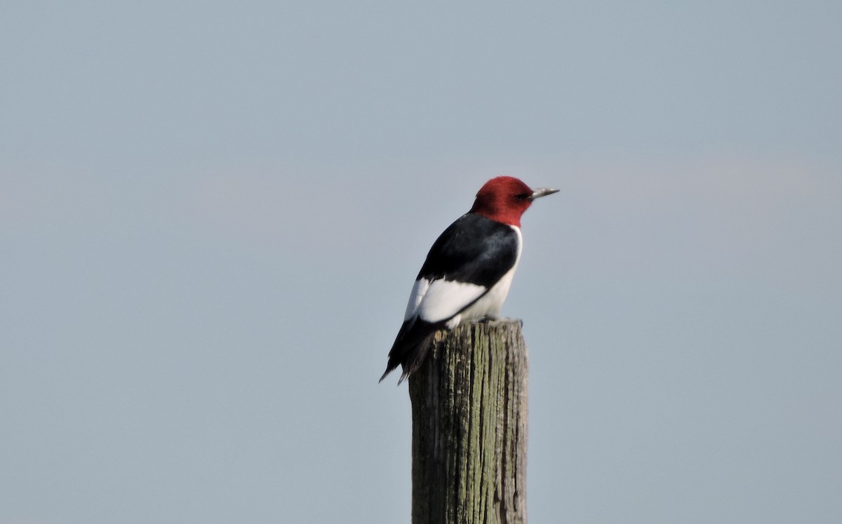 Red-headed Woodpecker - ML620159142
