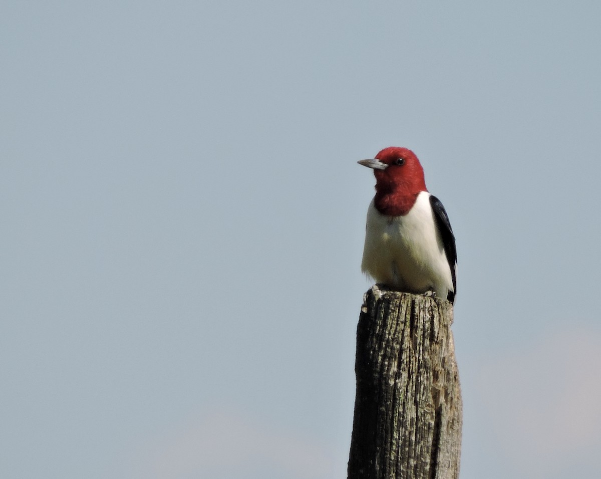 Red-headed Woodpecker - ML620159143