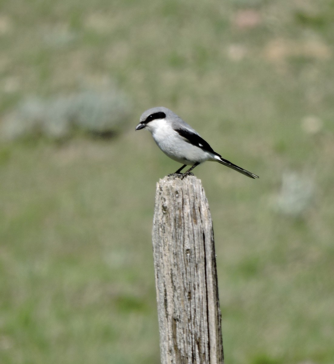 Loggerhead Shrike - ML620159153