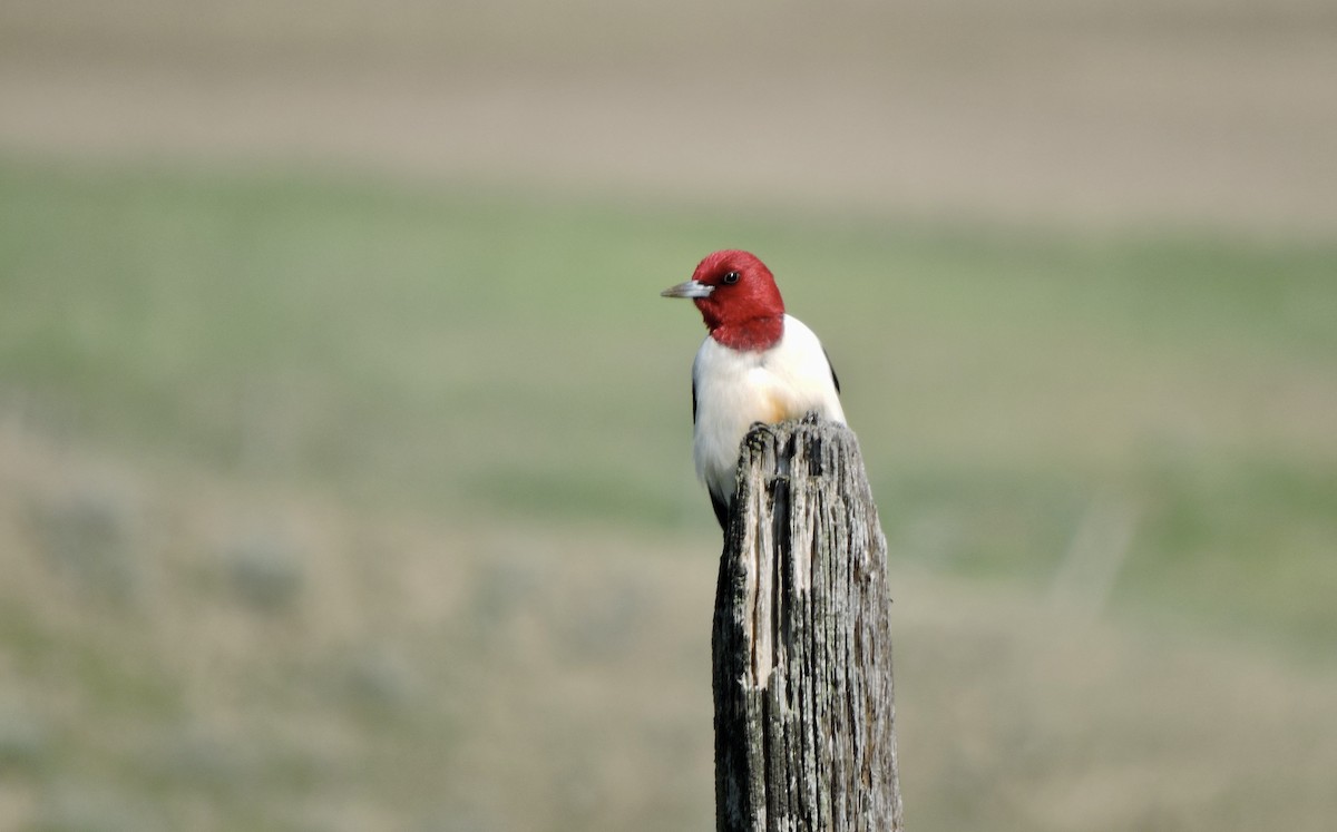 Red-headed Woodpecker - ML620159156