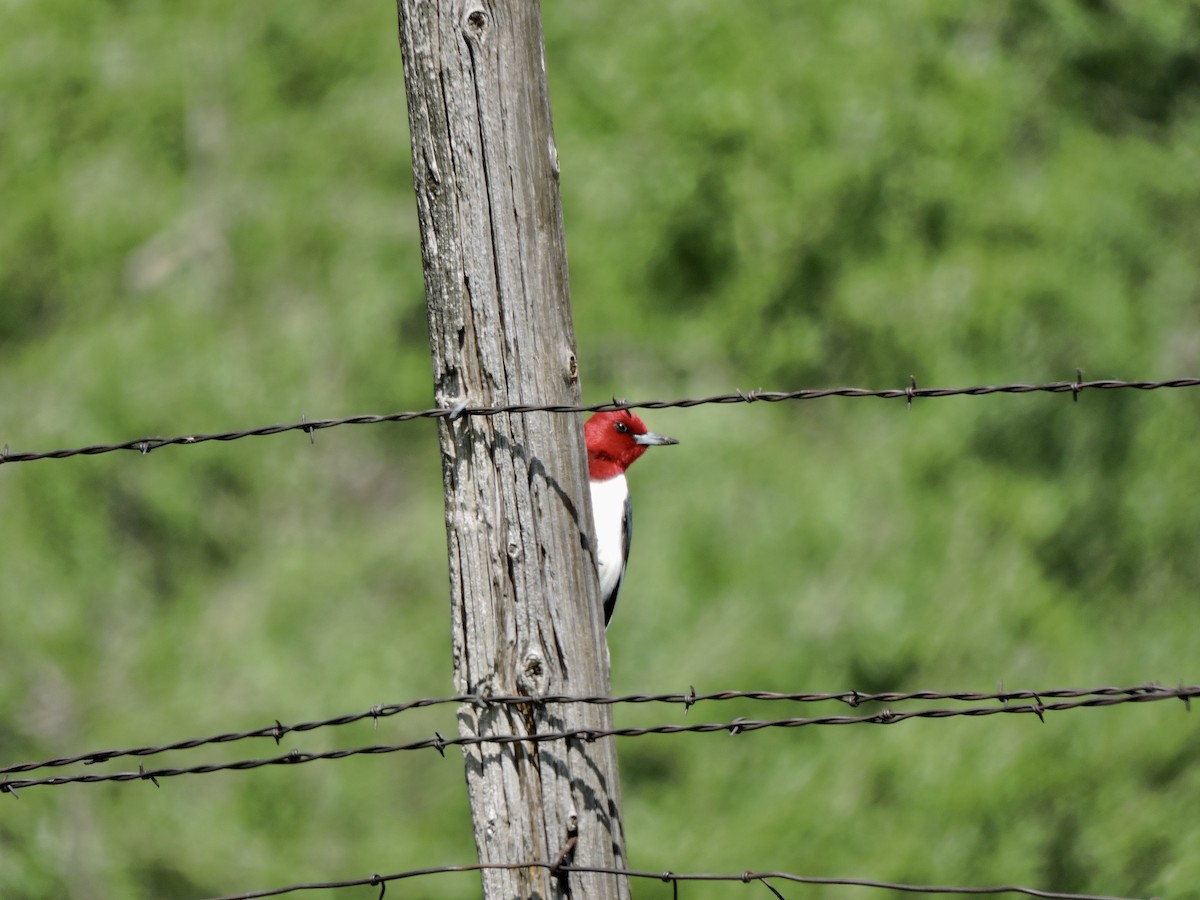 Red-headed Woodpecker - ML620159157