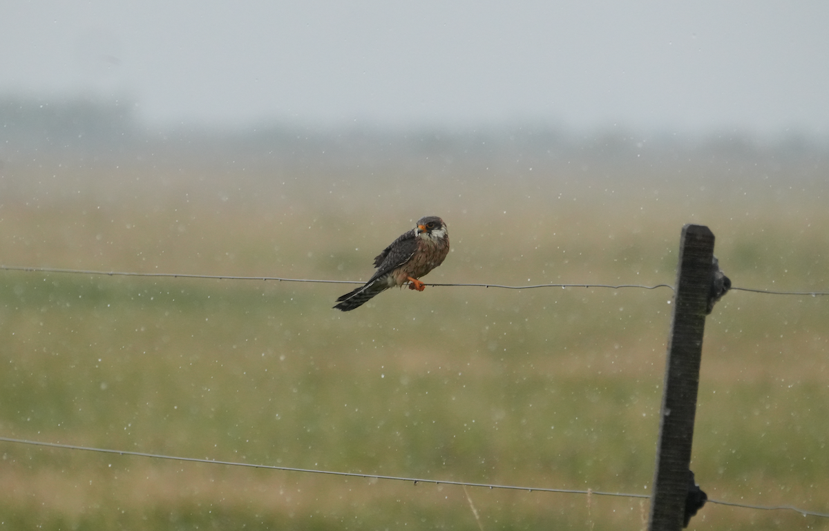 Red-footed Falcon - ML620159160