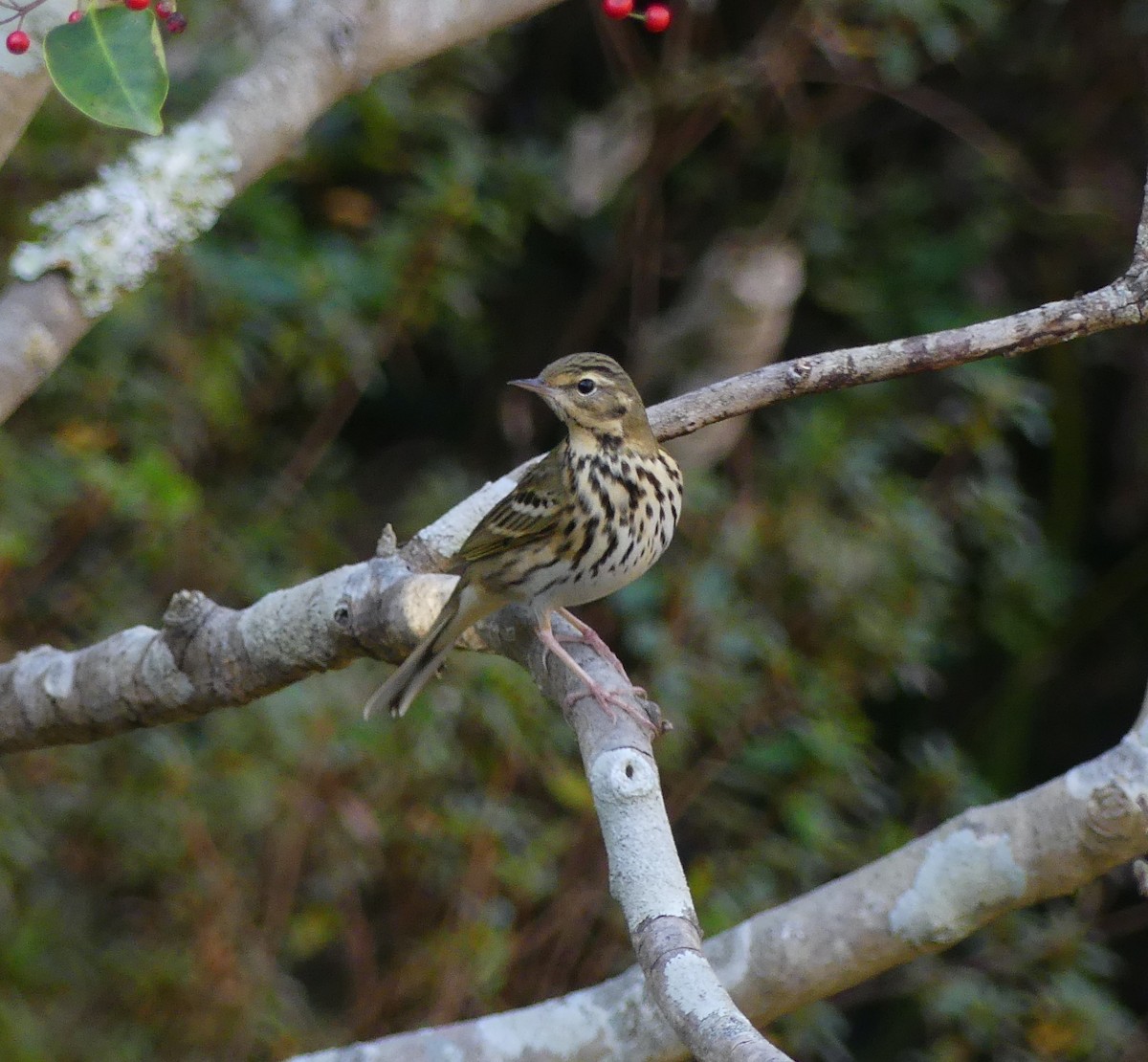 Olive-backed Pipit - ML620159163