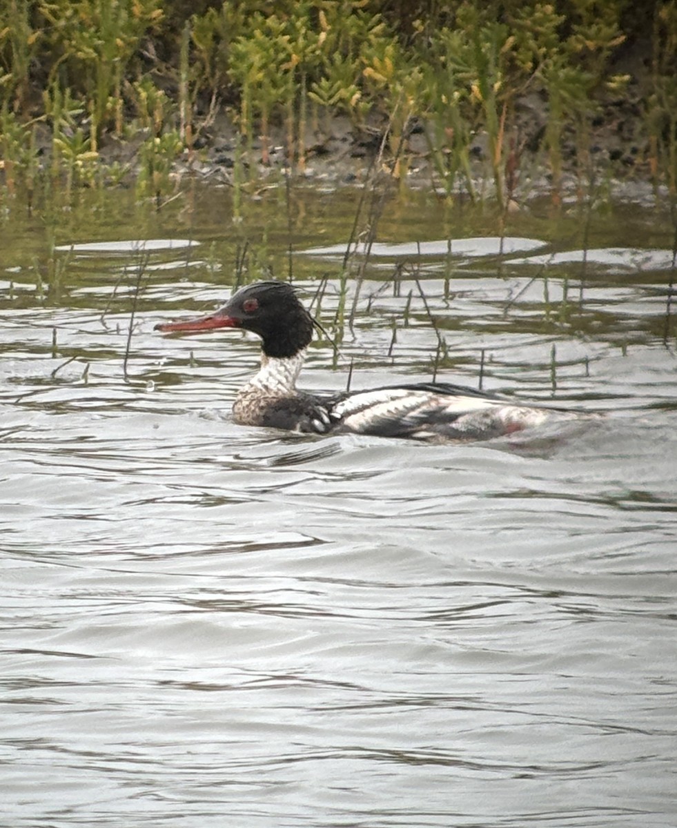 Red-breasted Merganser - ML620159168