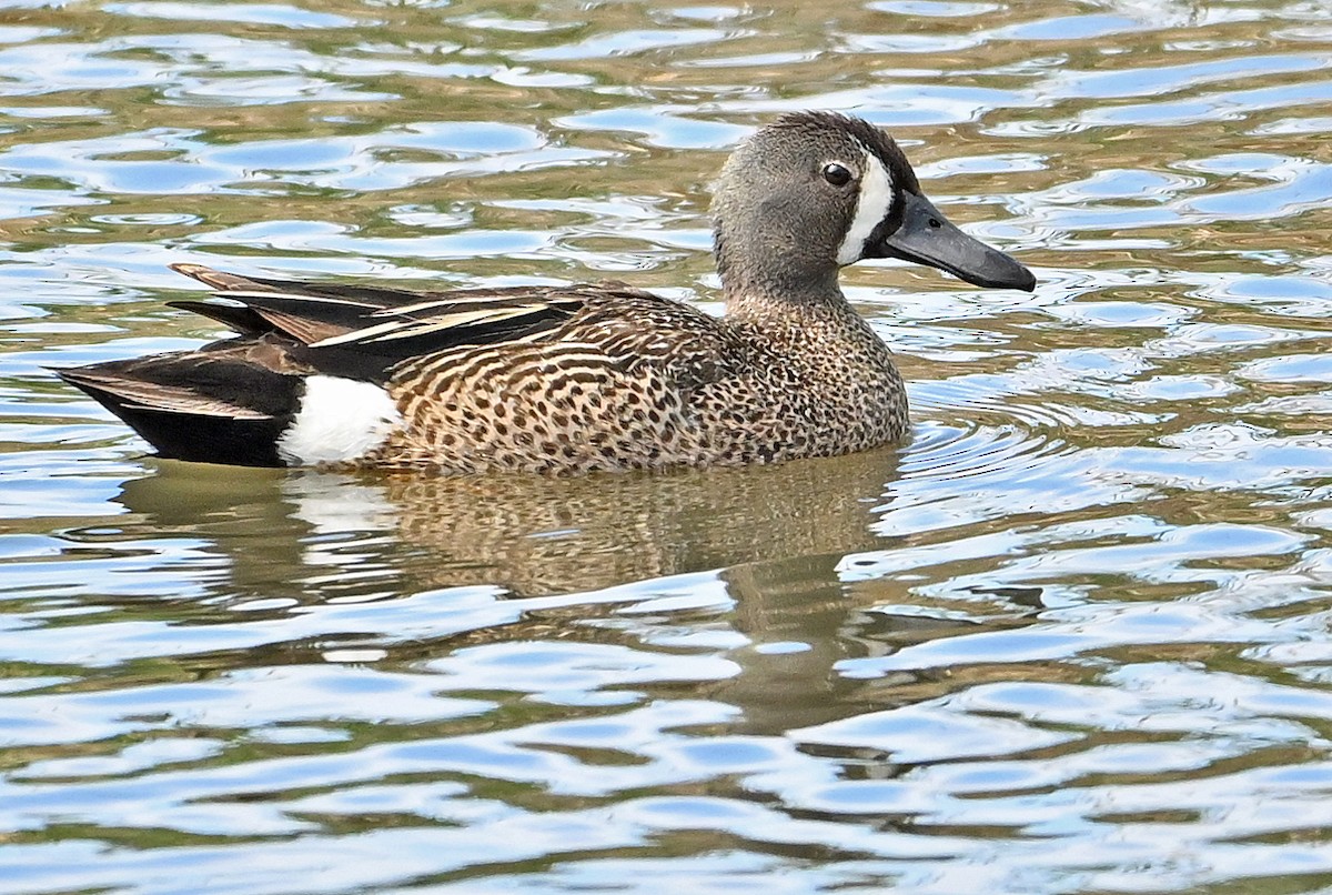 Blue-winged Teal - ML620159194