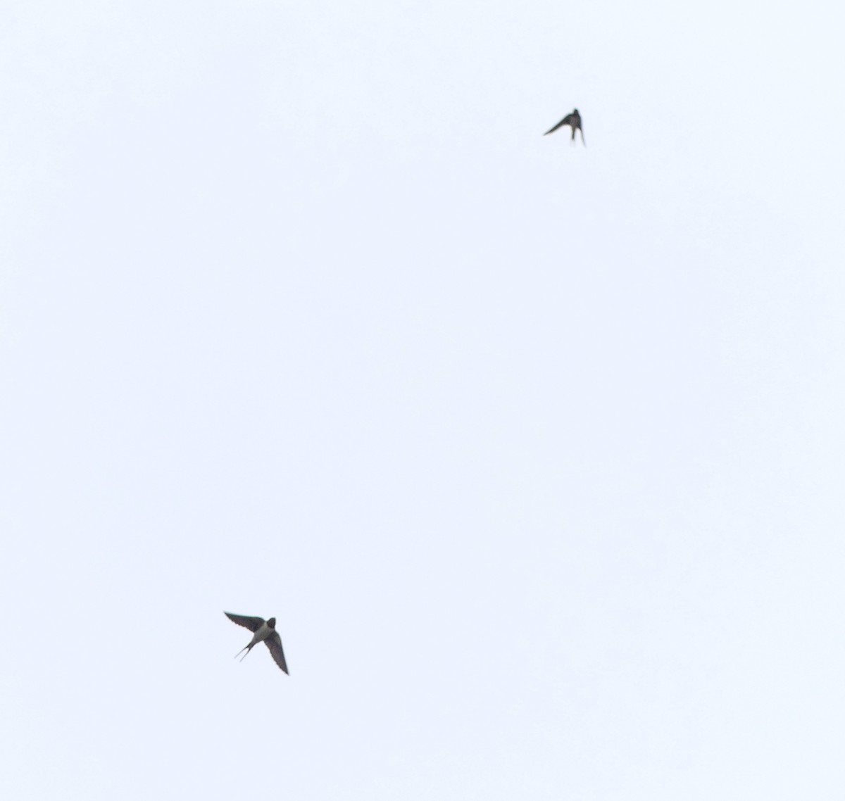 Barn Swallow - ML620159203