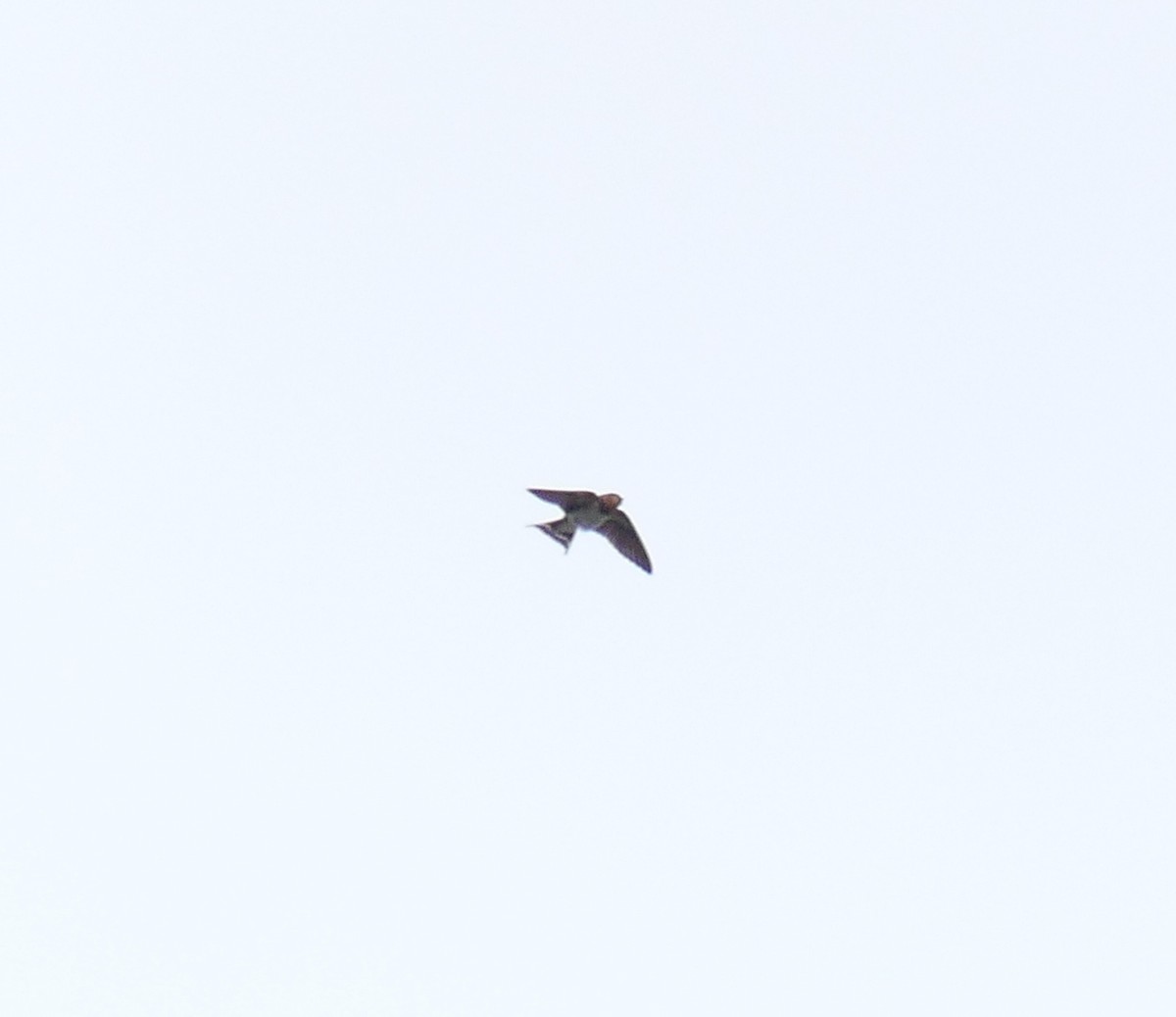 Barn Swallow - ML620159204