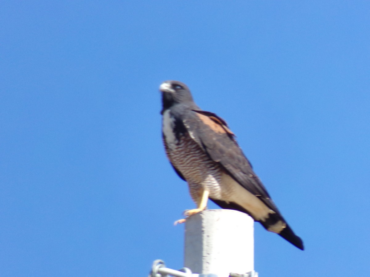 White-tailed Hawk - ML620159211