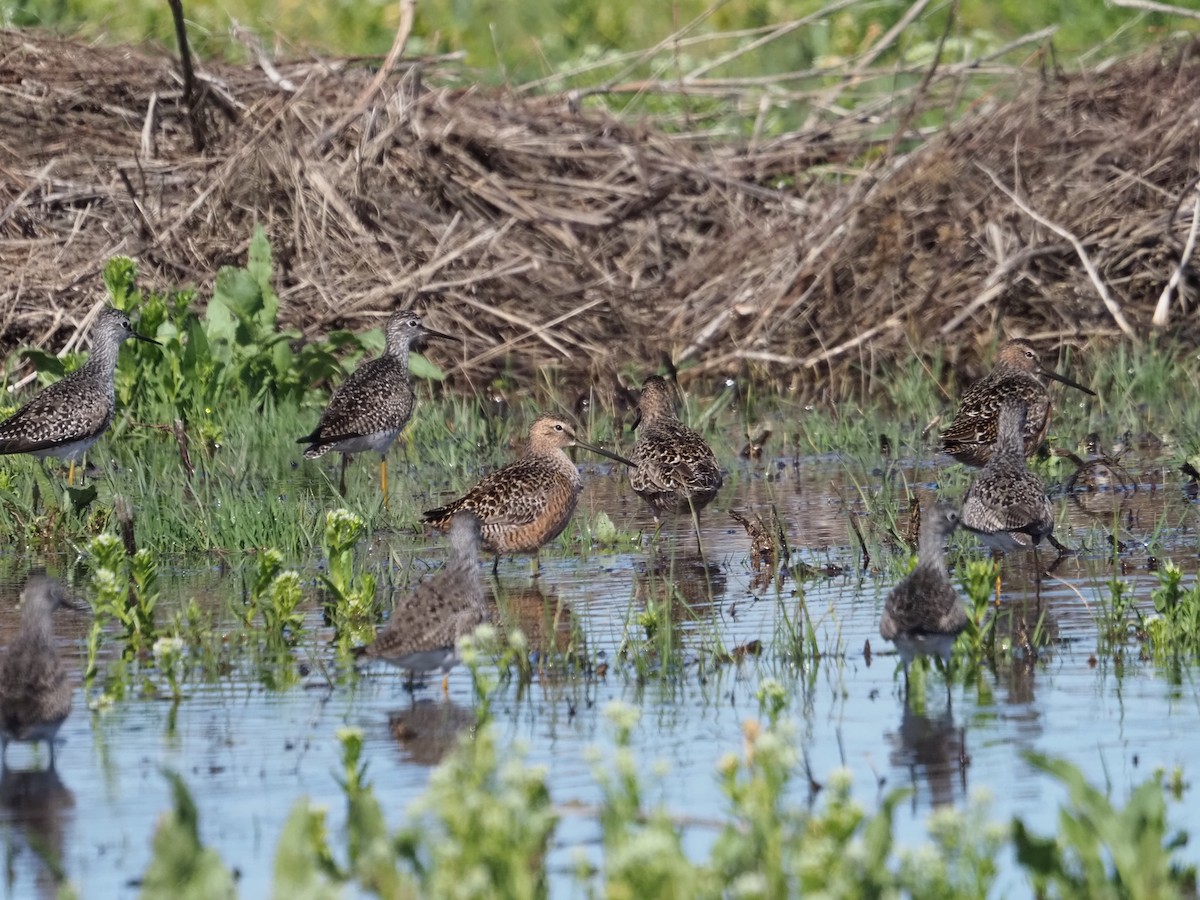 Long-billed Dowitcher - ML620159221