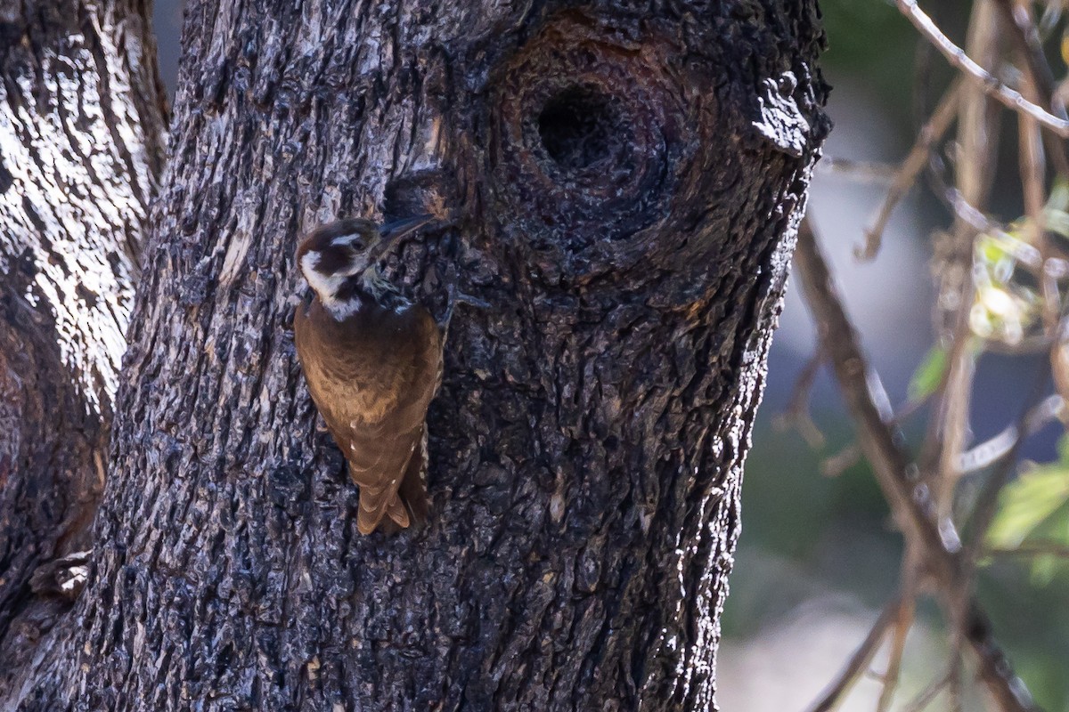 Arizona Woodpecker - ML620159225