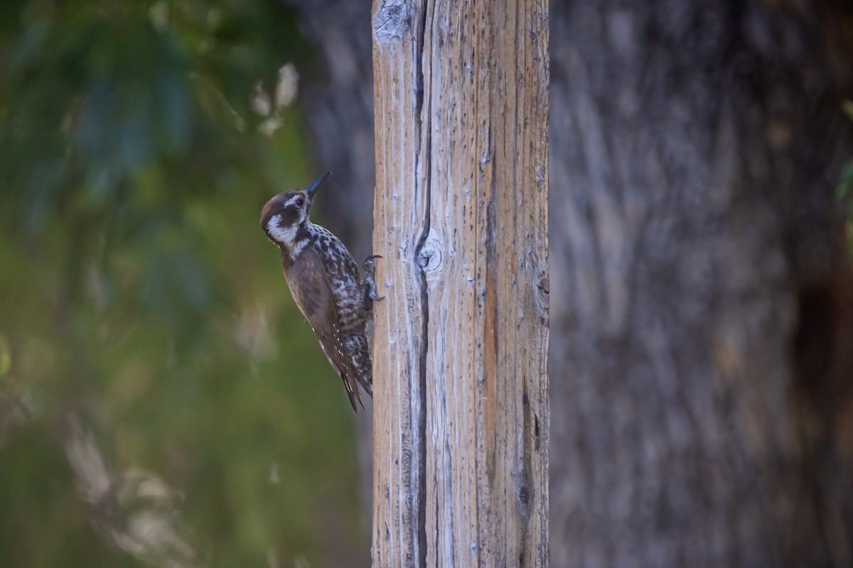 Arizona Woodpecker - ML620159226