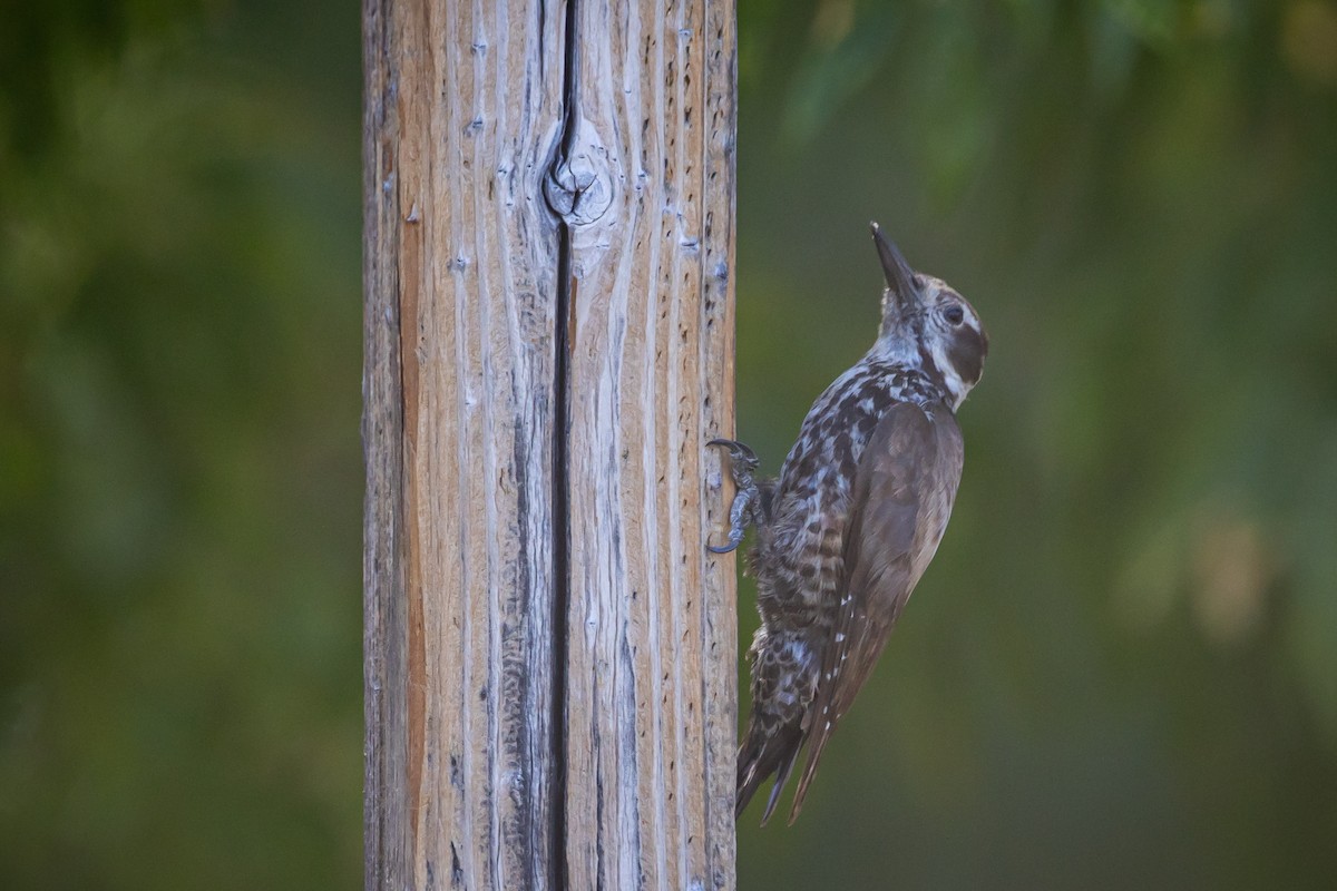 Arizona Woodpecker - ML620159227