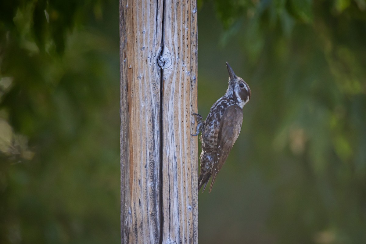 Arizona Woodpecker - ML620159228