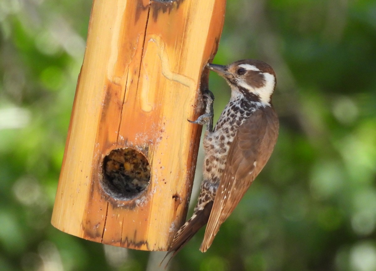 Arizona Woodpecker - ML620159232