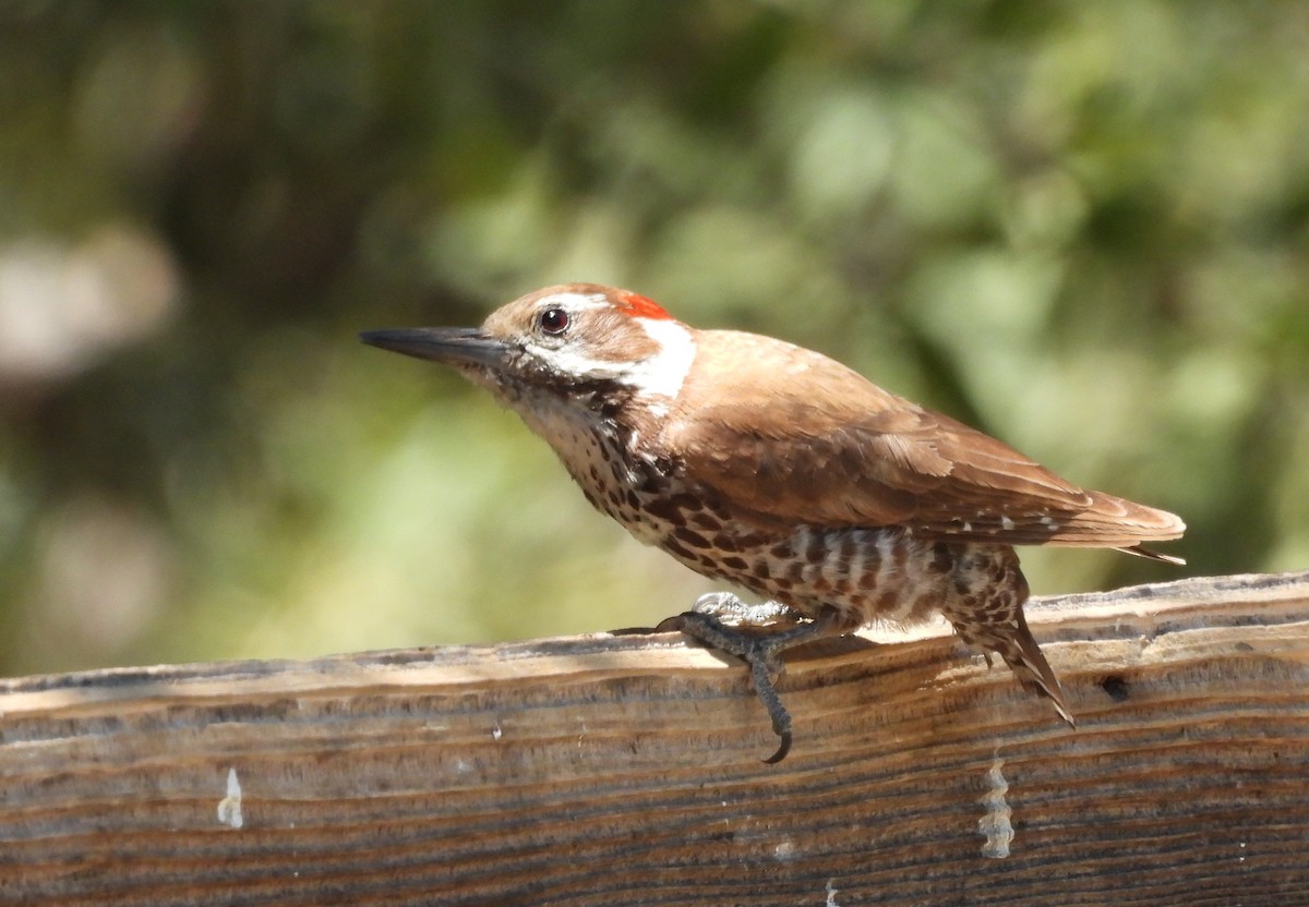 Arizona Woodpecker - ML620159233