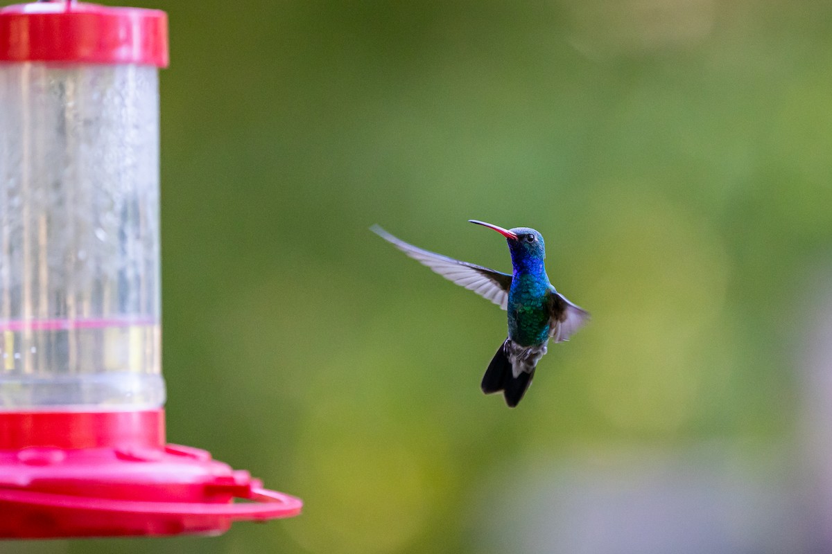 Broad-billed Hummingbird - ML620159248