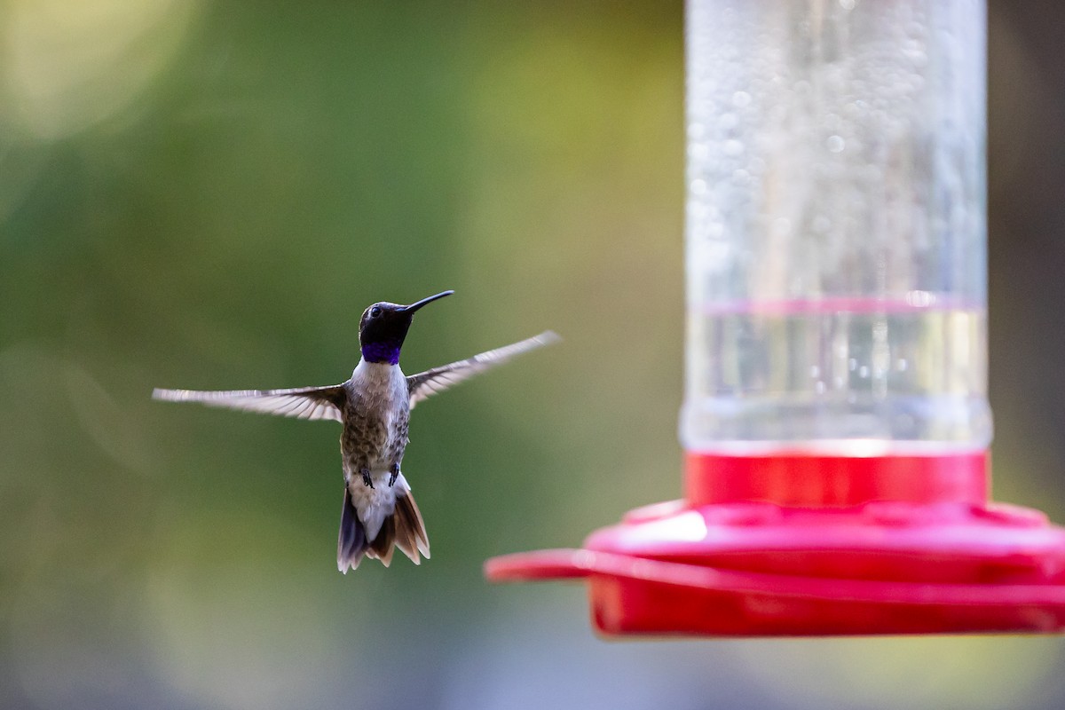 Black-chinned Hummingbird - ML620159252