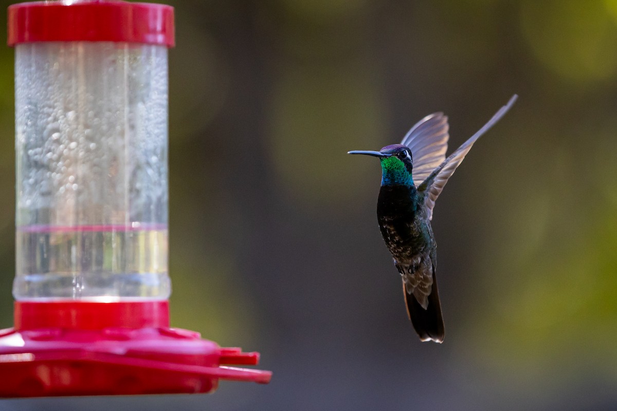 kolibřík skvostný - ML620159259