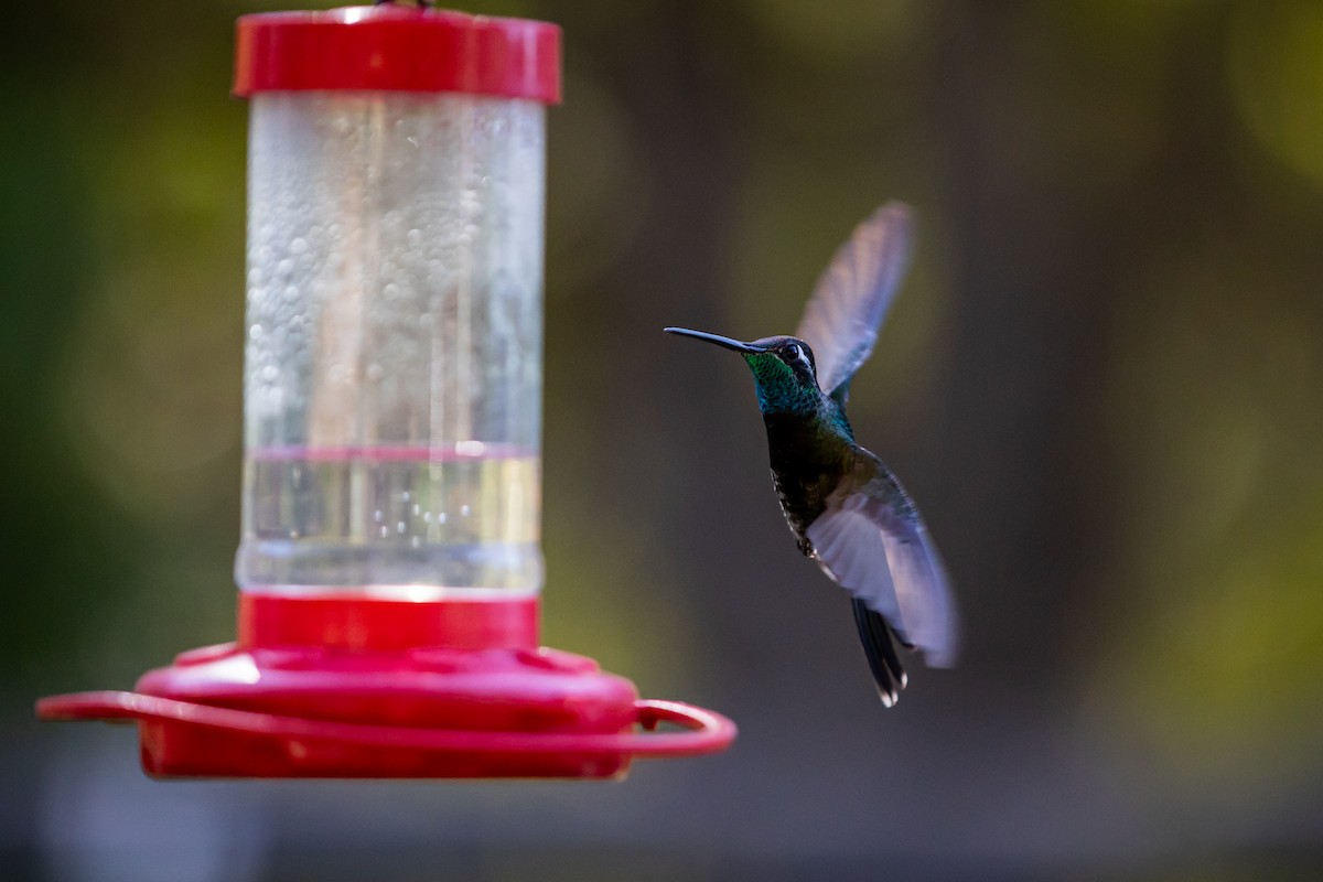 kolibřík skvostný - ML620159260
