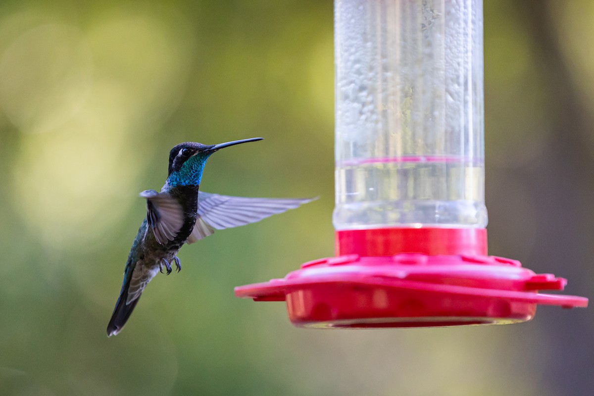 kolibřík skvostný - ML620159261