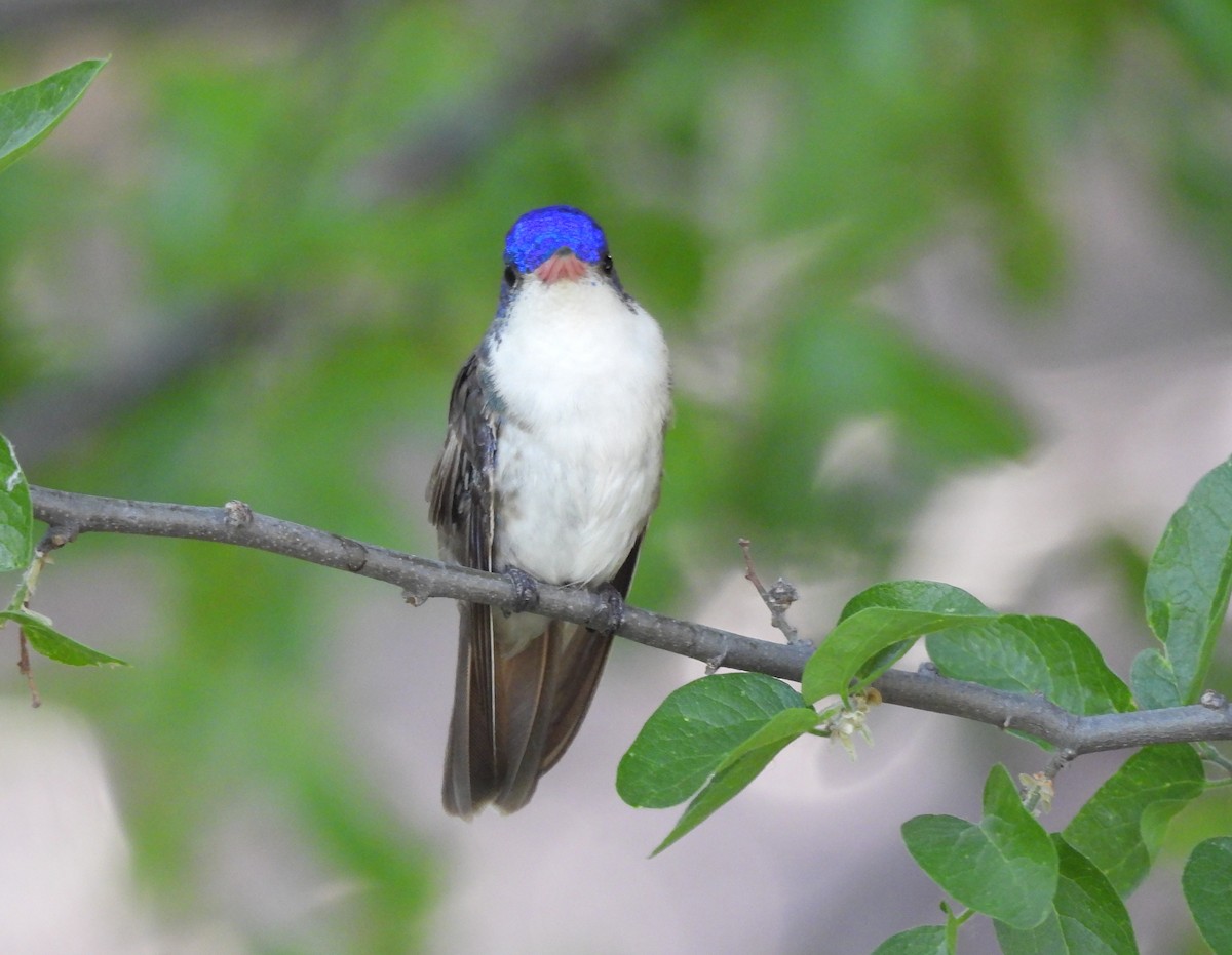 Violet-crowned Hummingbird - ML620159265