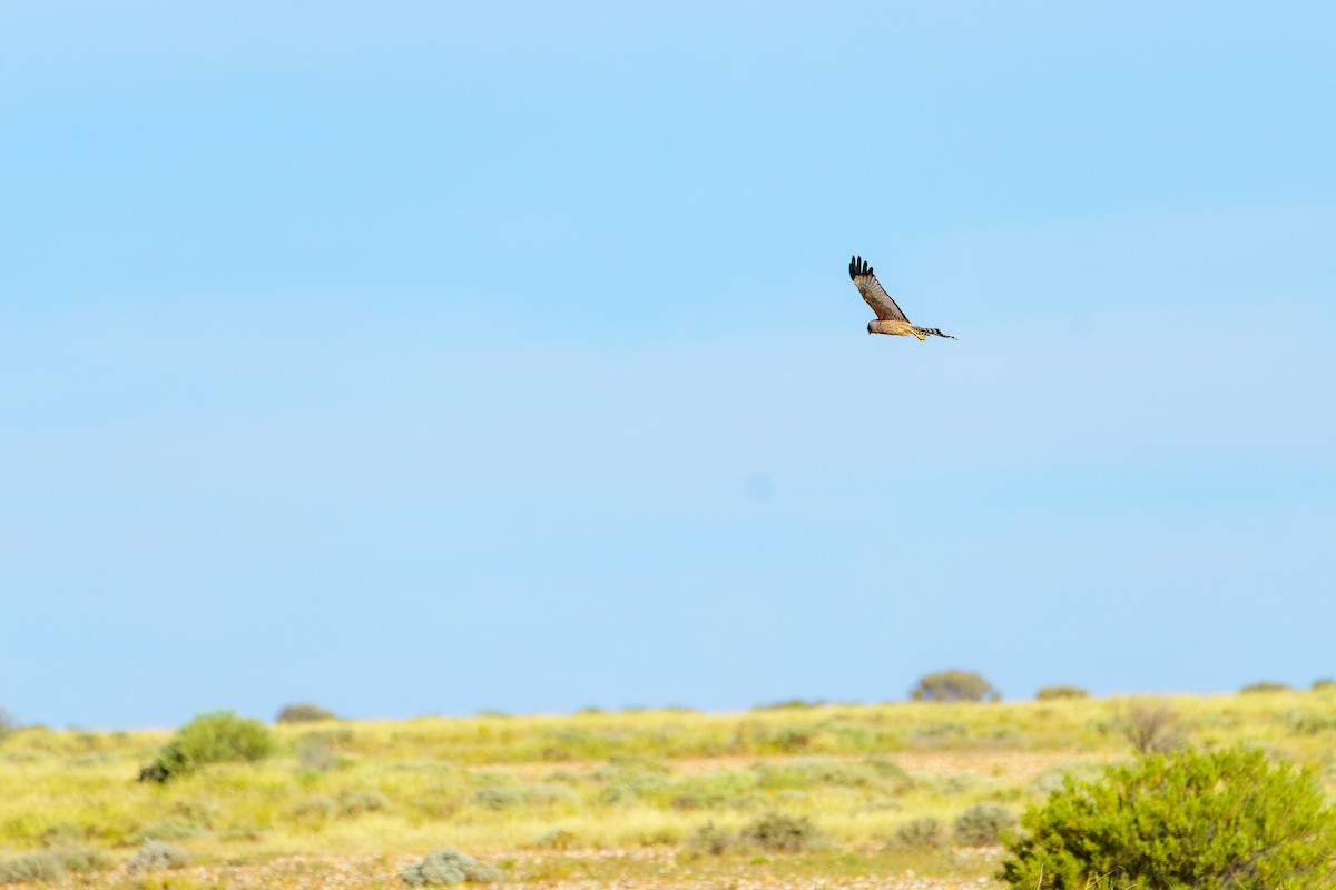 Spotted Harrier - ML620159267