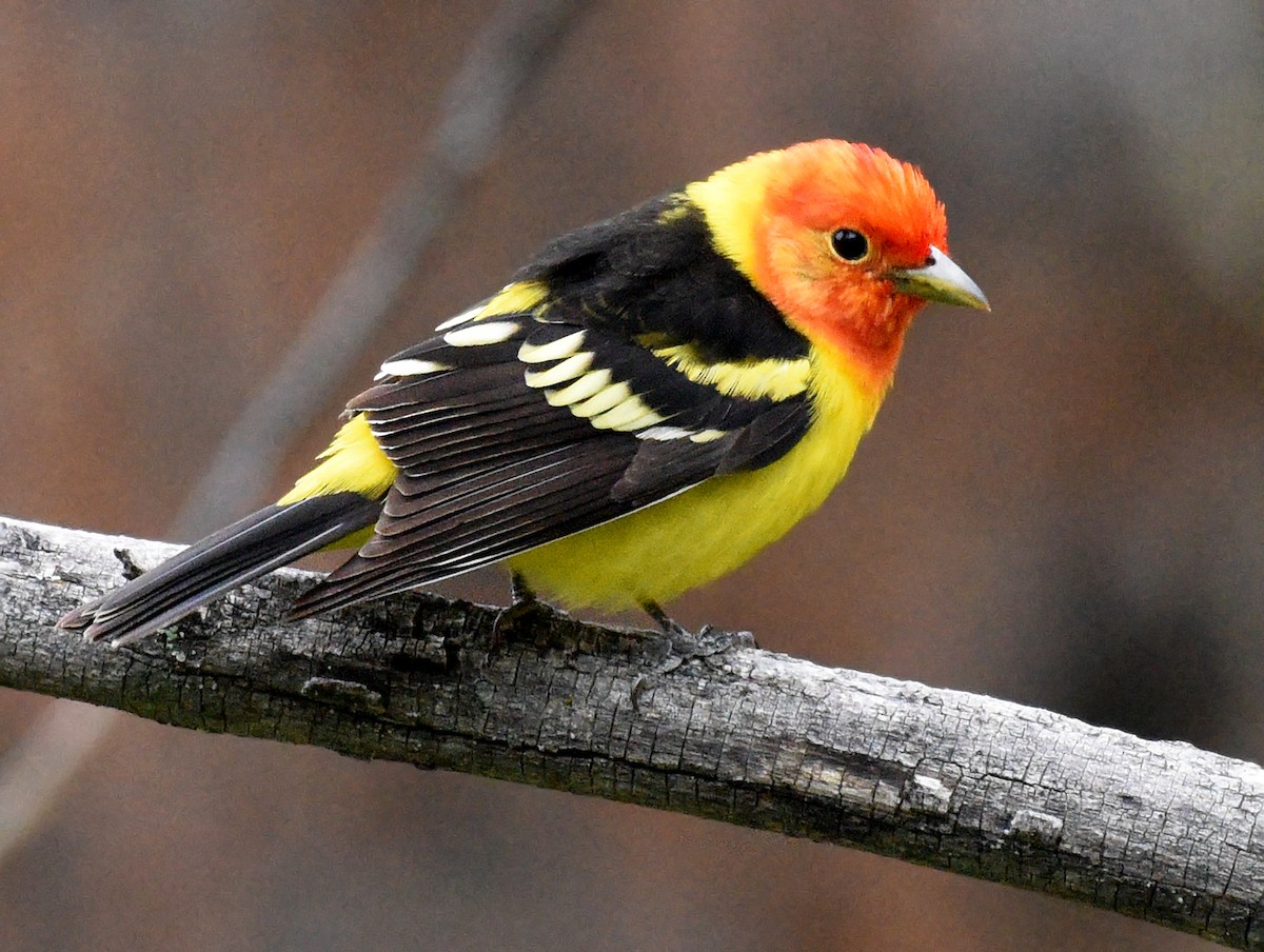 Western Tanager - ML620159274