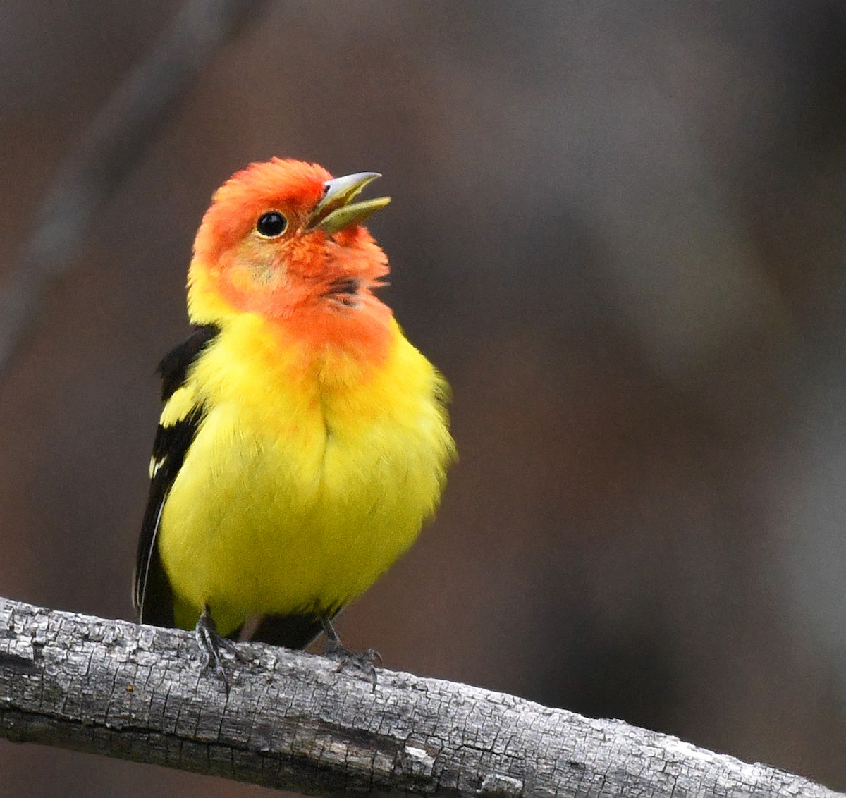 Western Tanager - ML620159275