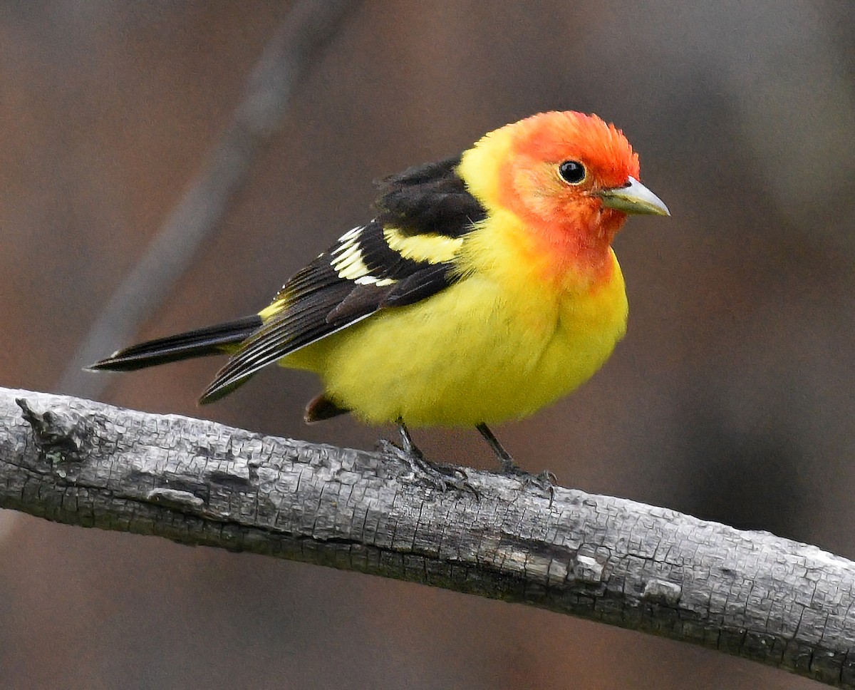 Western Tanager - ML620159276