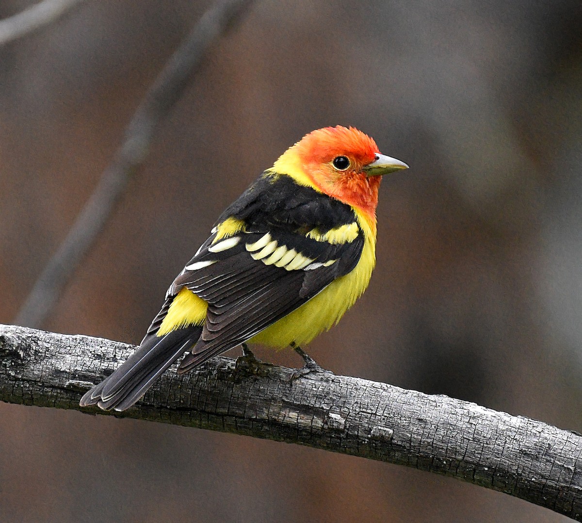 Western Tanager - ML620159277