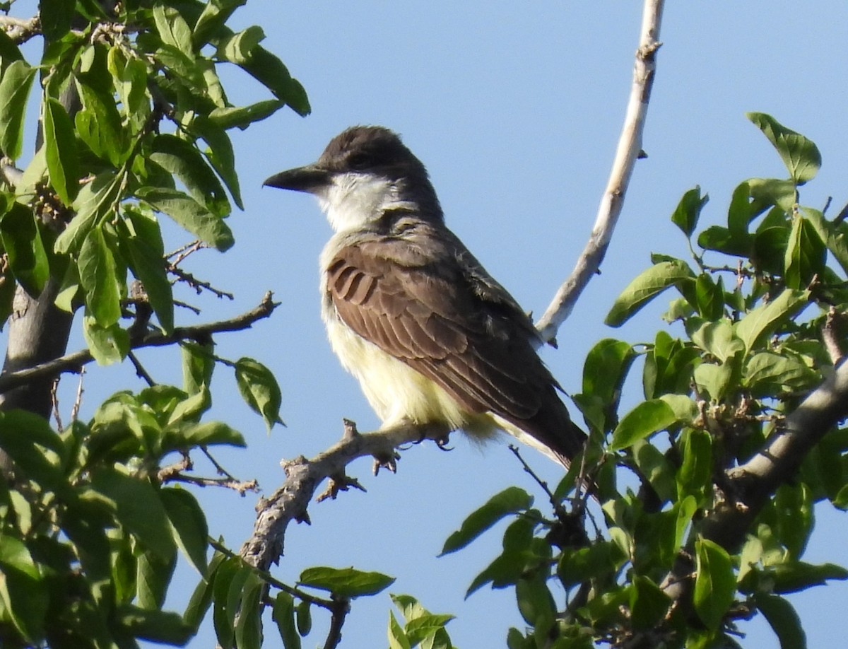 Thick-billed Kingbird - ML620159278