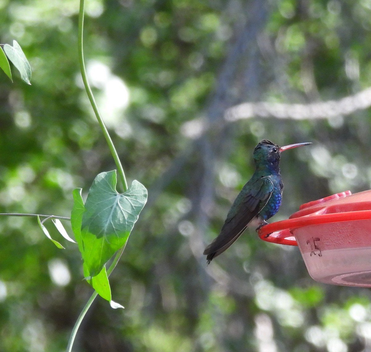 Broad-billed Hummingbird - ML620159282