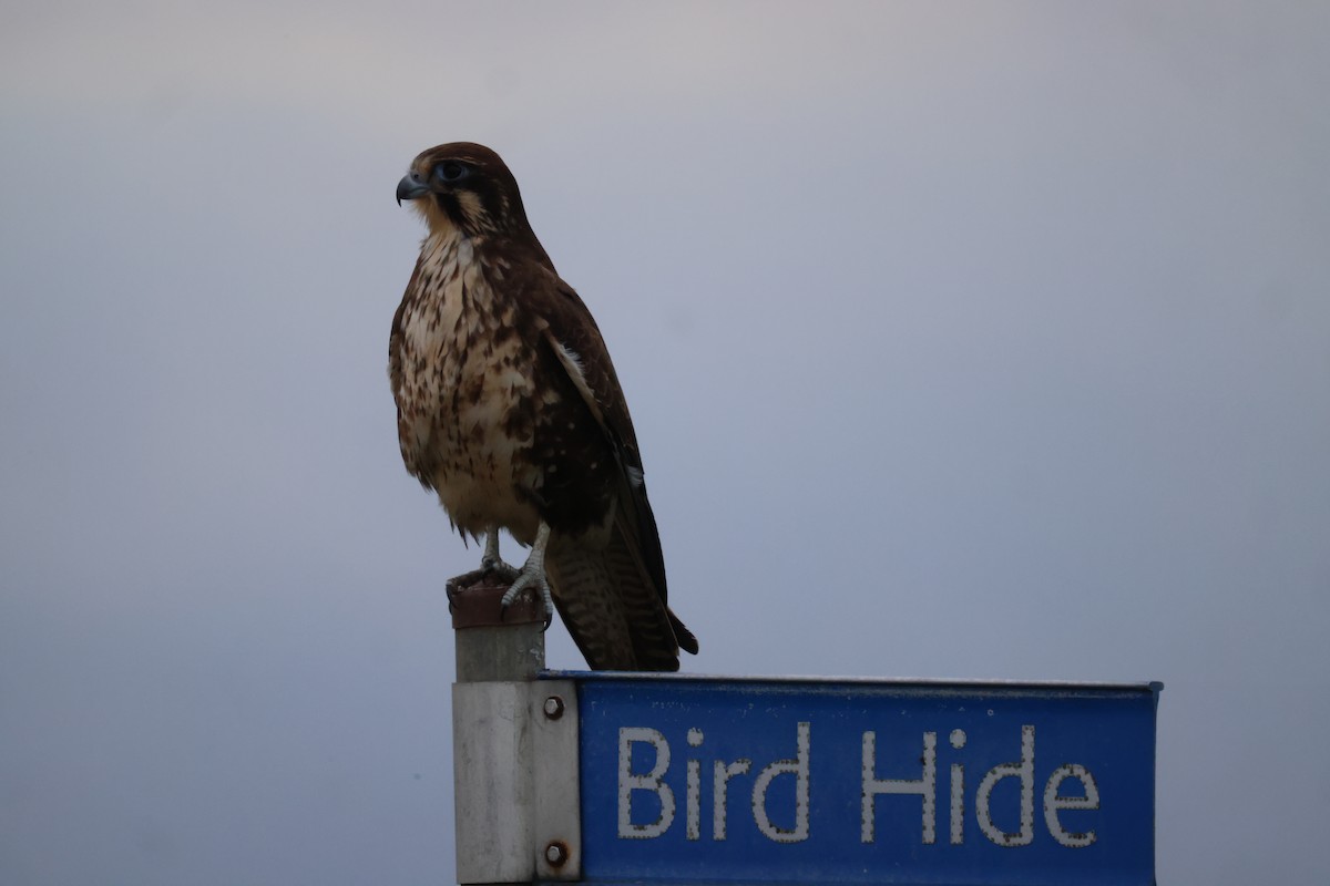 Brown Falcon - ML620159285