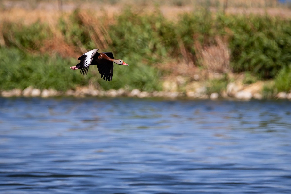 rødnebbplystreand (fulgens) - ML620159292