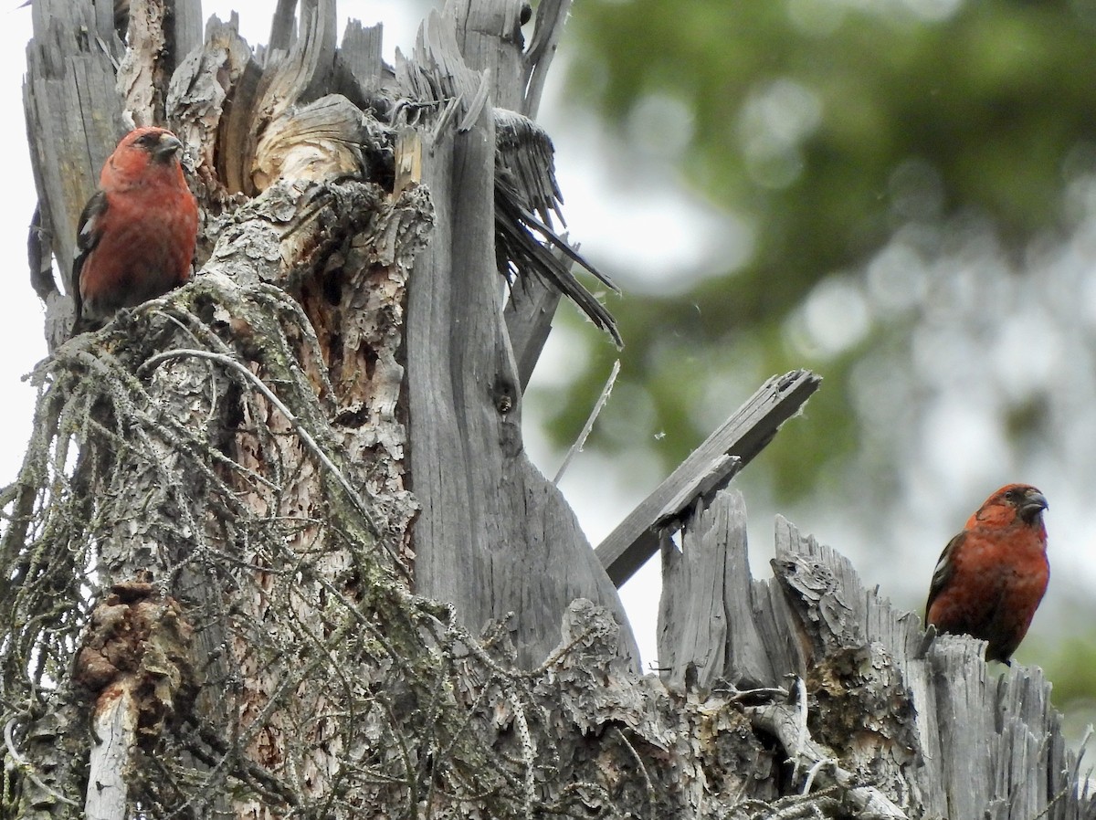 White-winged Crossbill - ML620159300