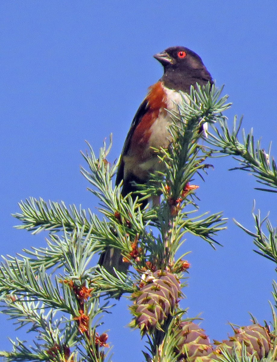 Spotted Towhee - ML620159301