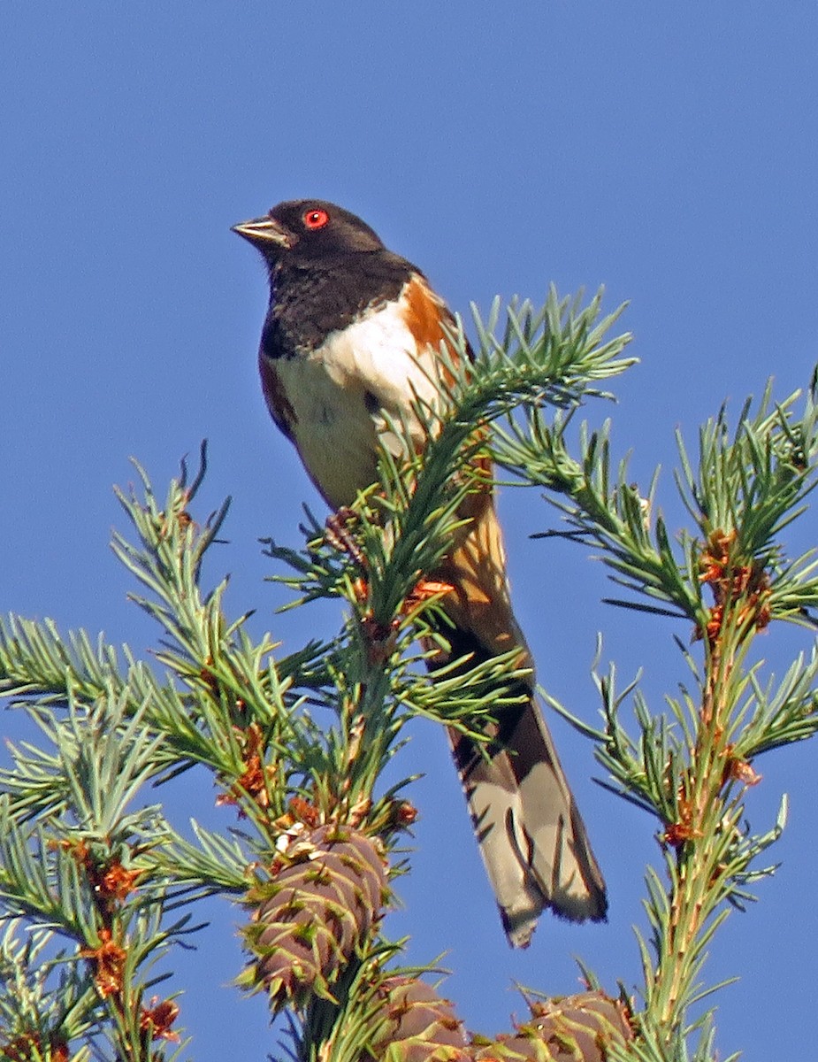 Spotted Towhee - ML620159302