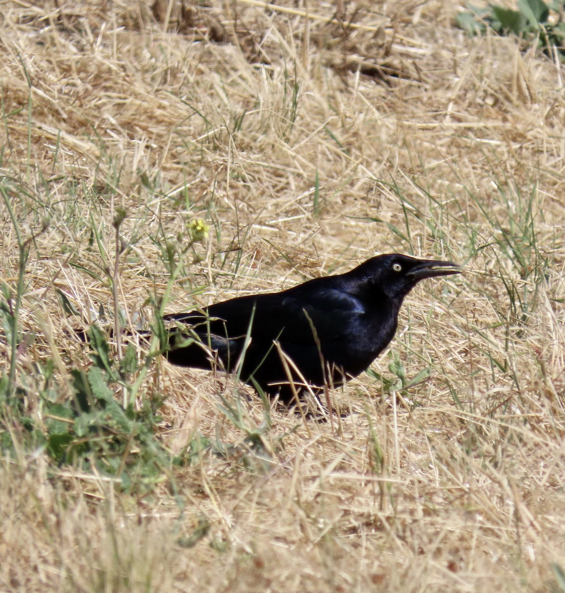 Great-tailed Grackle - ML620159315