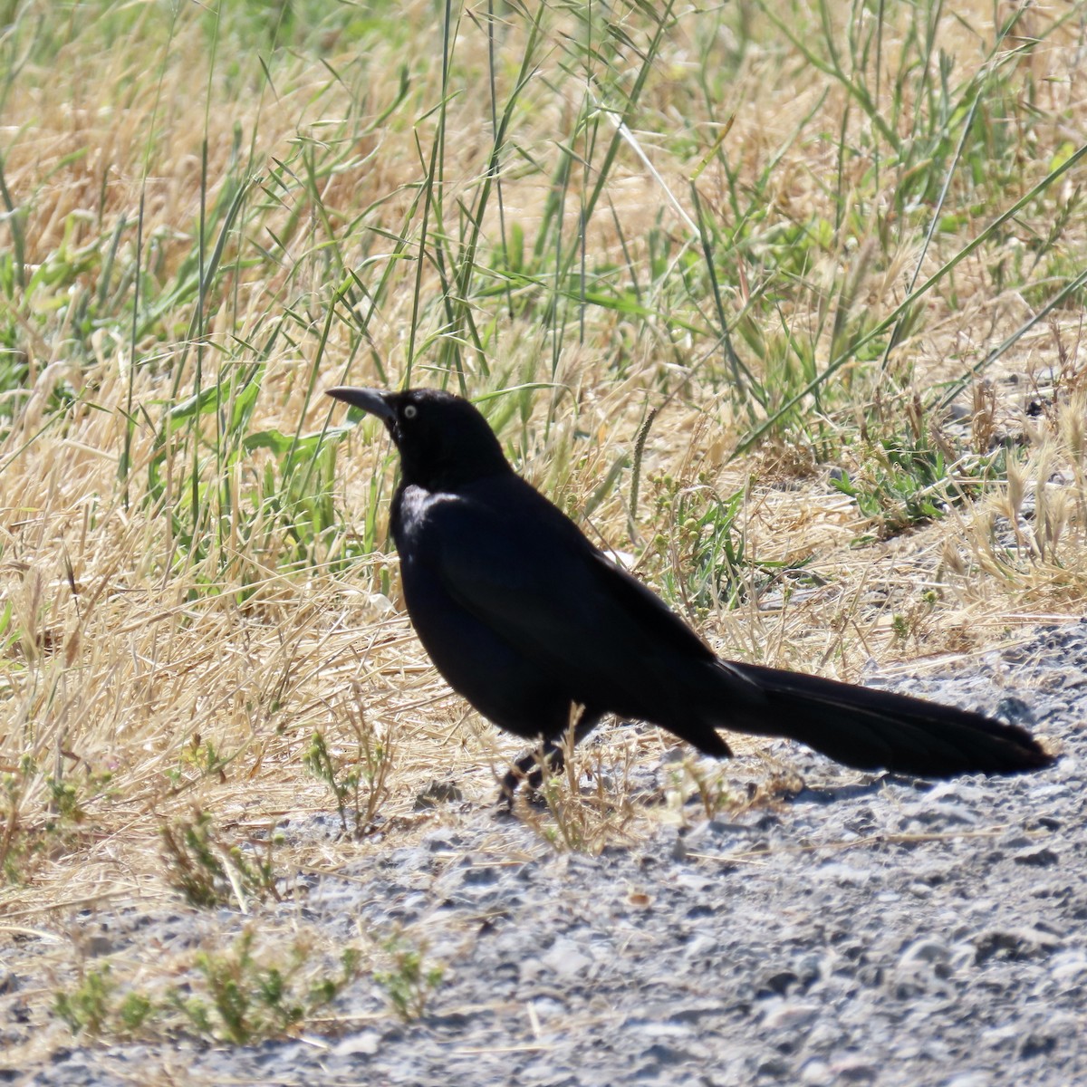 Great-tailed Grackle - ML620159316