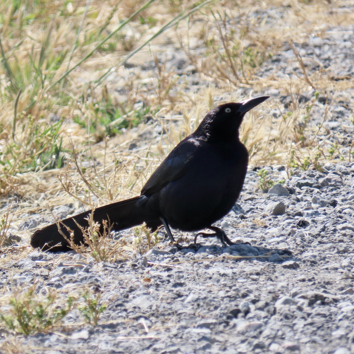 Great-tailed Grackle - ML620159317
