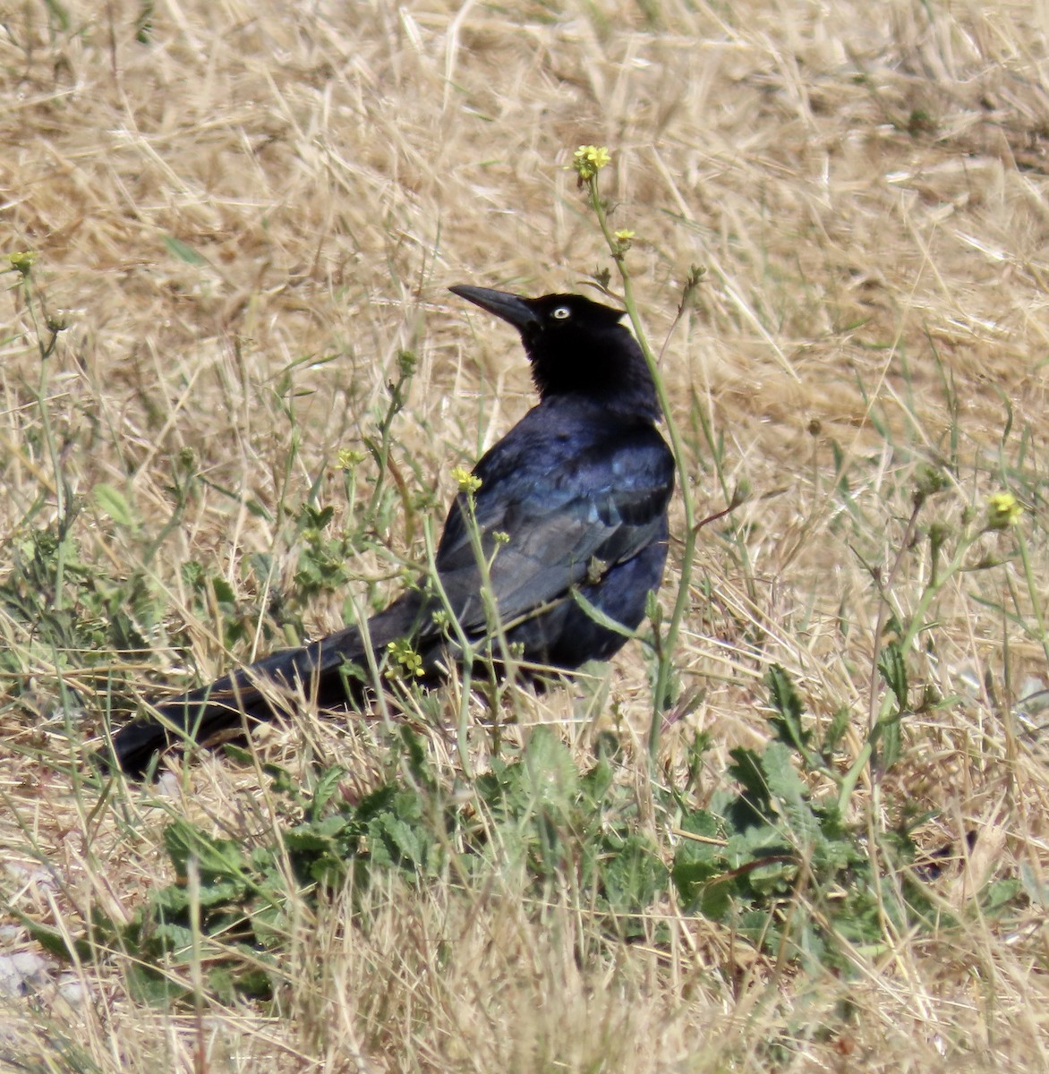 Great-tailed Grackle - ML620159318