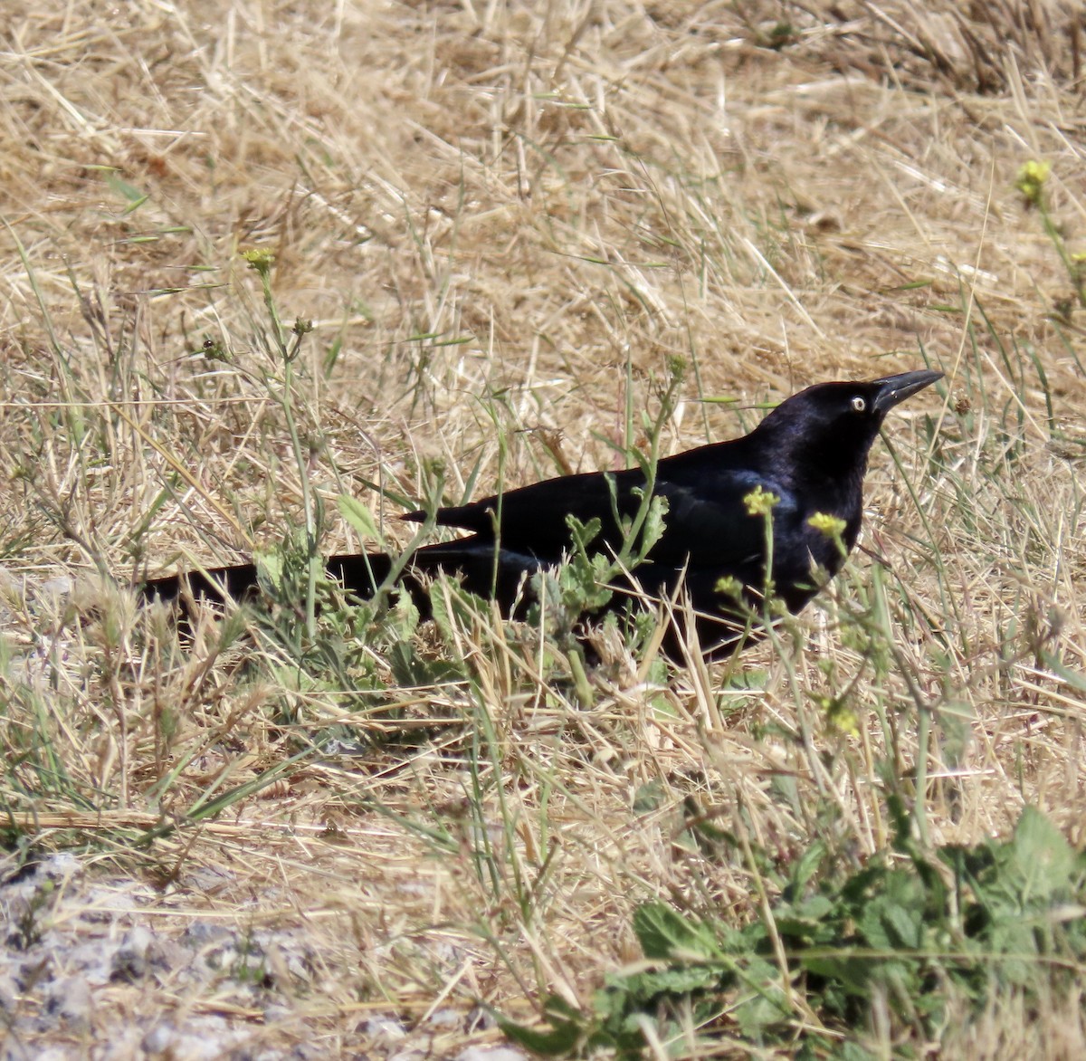 Great-tailed Grackle - ML620159319